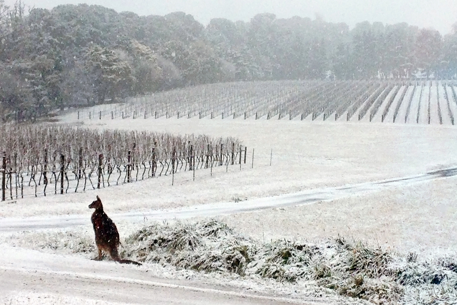 This July 16, 2015, photo provided by Bill Shrapnel and photographed through a window shows a Kangaroo on the Colmar Estate vineyard in Orange, New South Wales, Australia. 