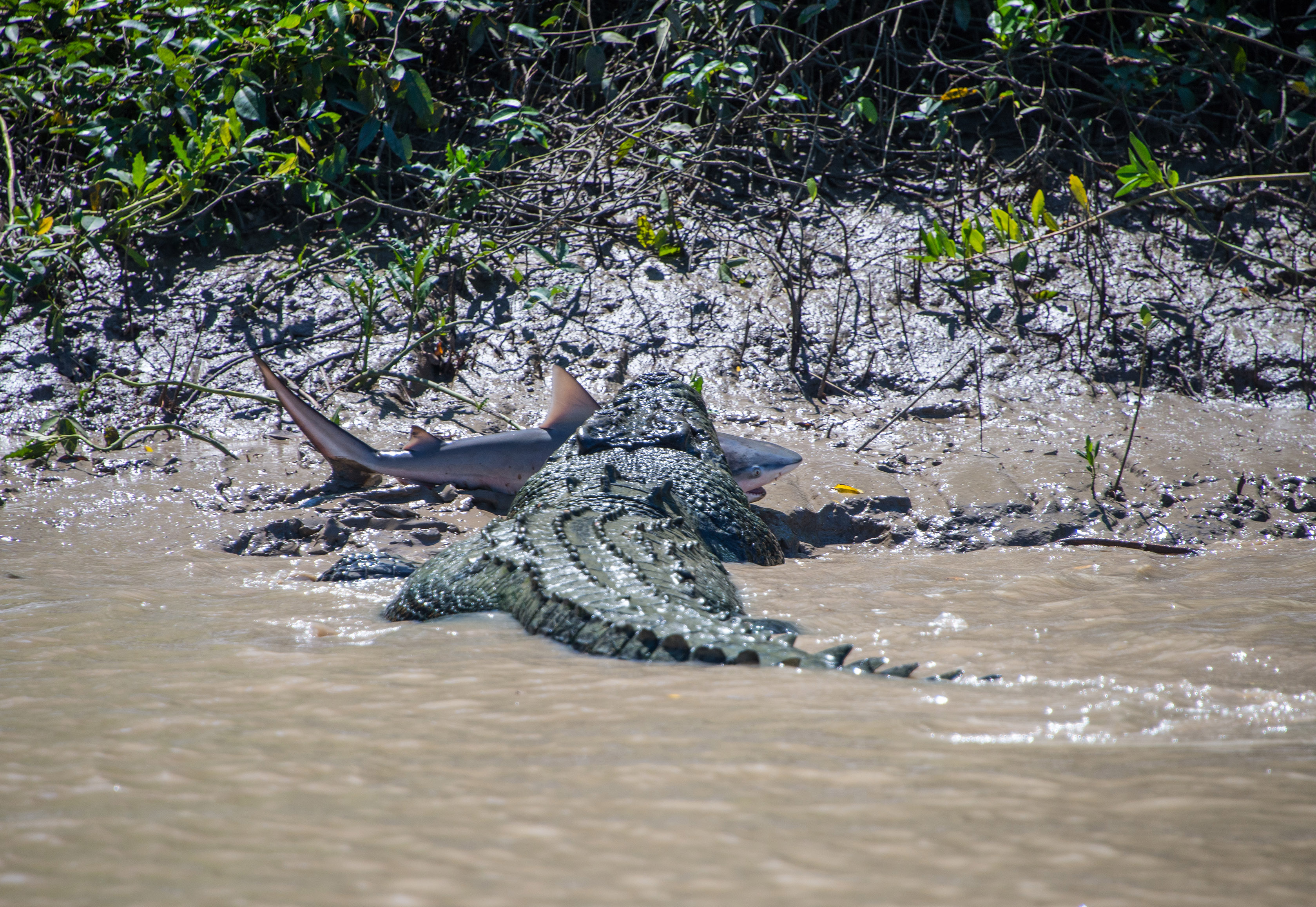 Five Metre Crocodile Attacks Bull Shark