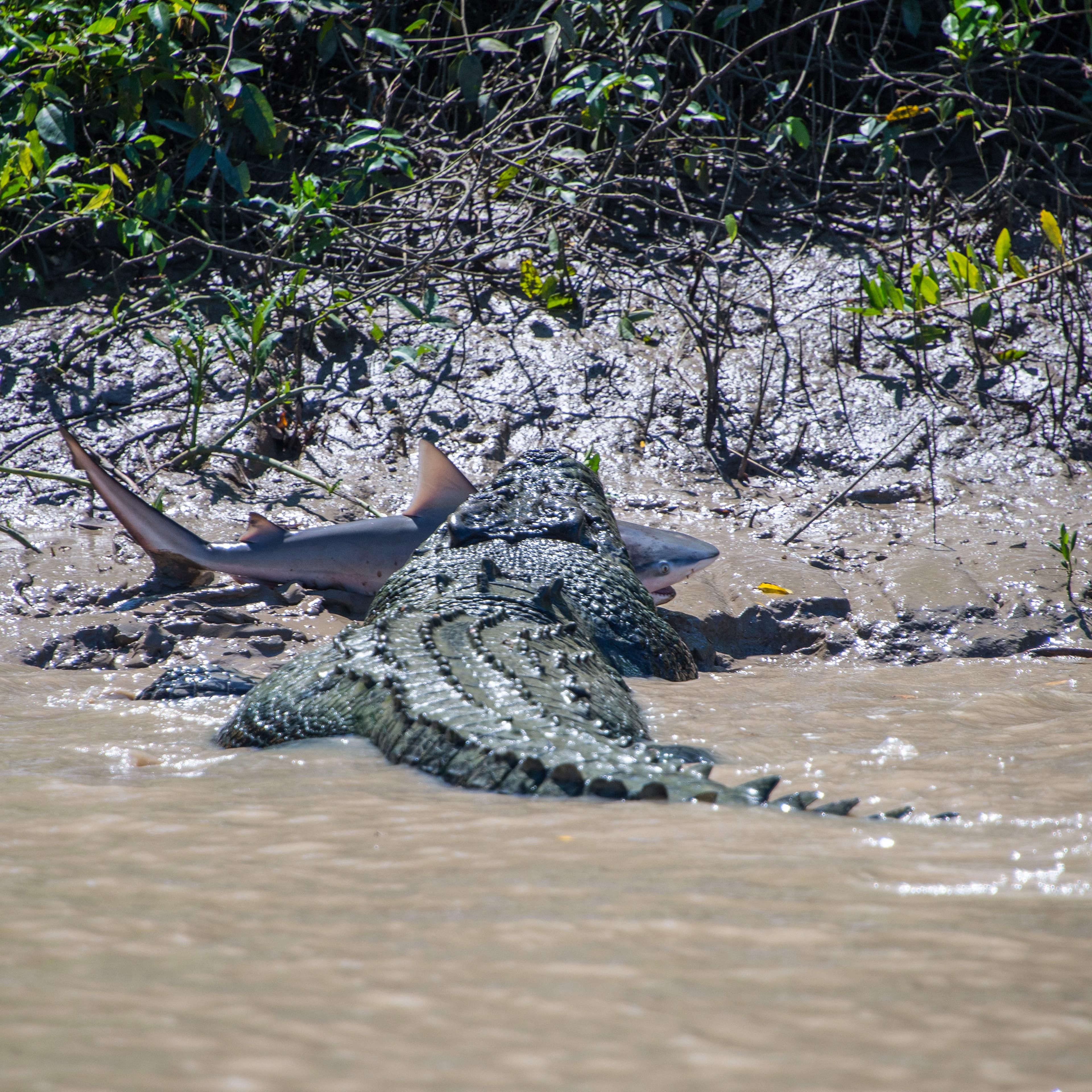 Five Metre Crocodile Attacks Bull Shark