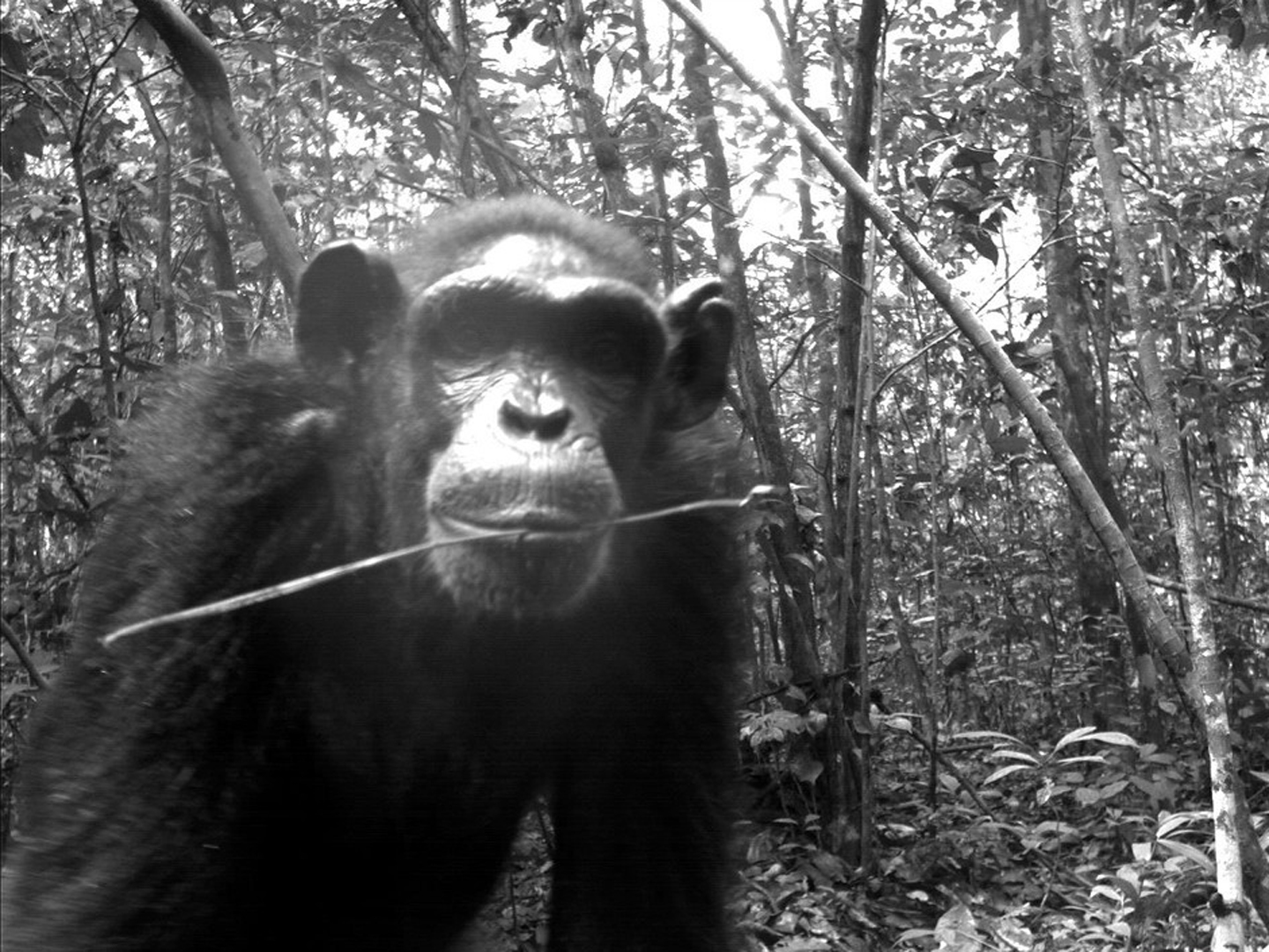 <i>Pan troglodytes</i>: Chimpanzee<br><br>Nouabalé-Ndoki National Park, Congo