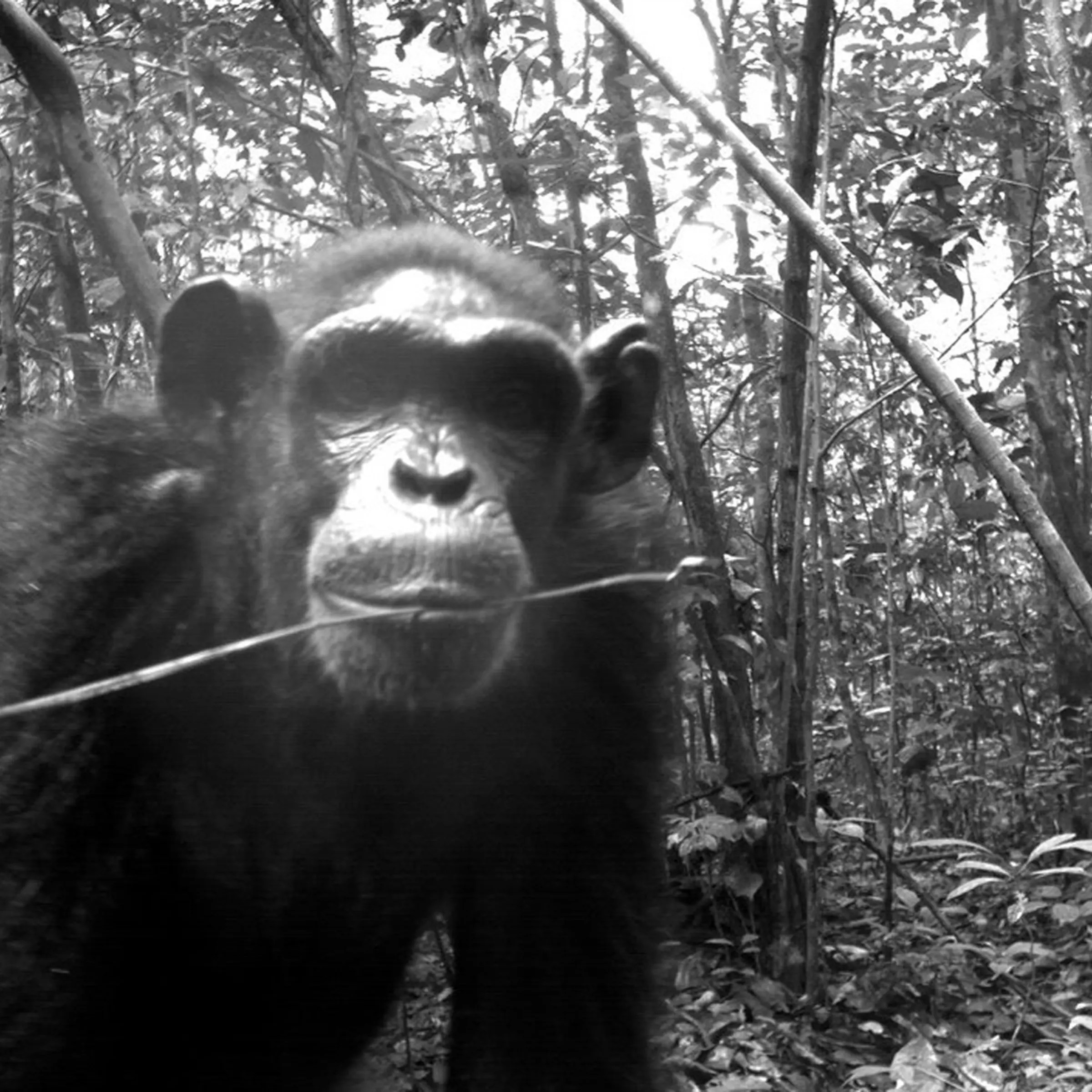 <i>Pan troglodytes</i>: Chimpanzee<br><br>Nouabalé-Ndoki National Park, Congo