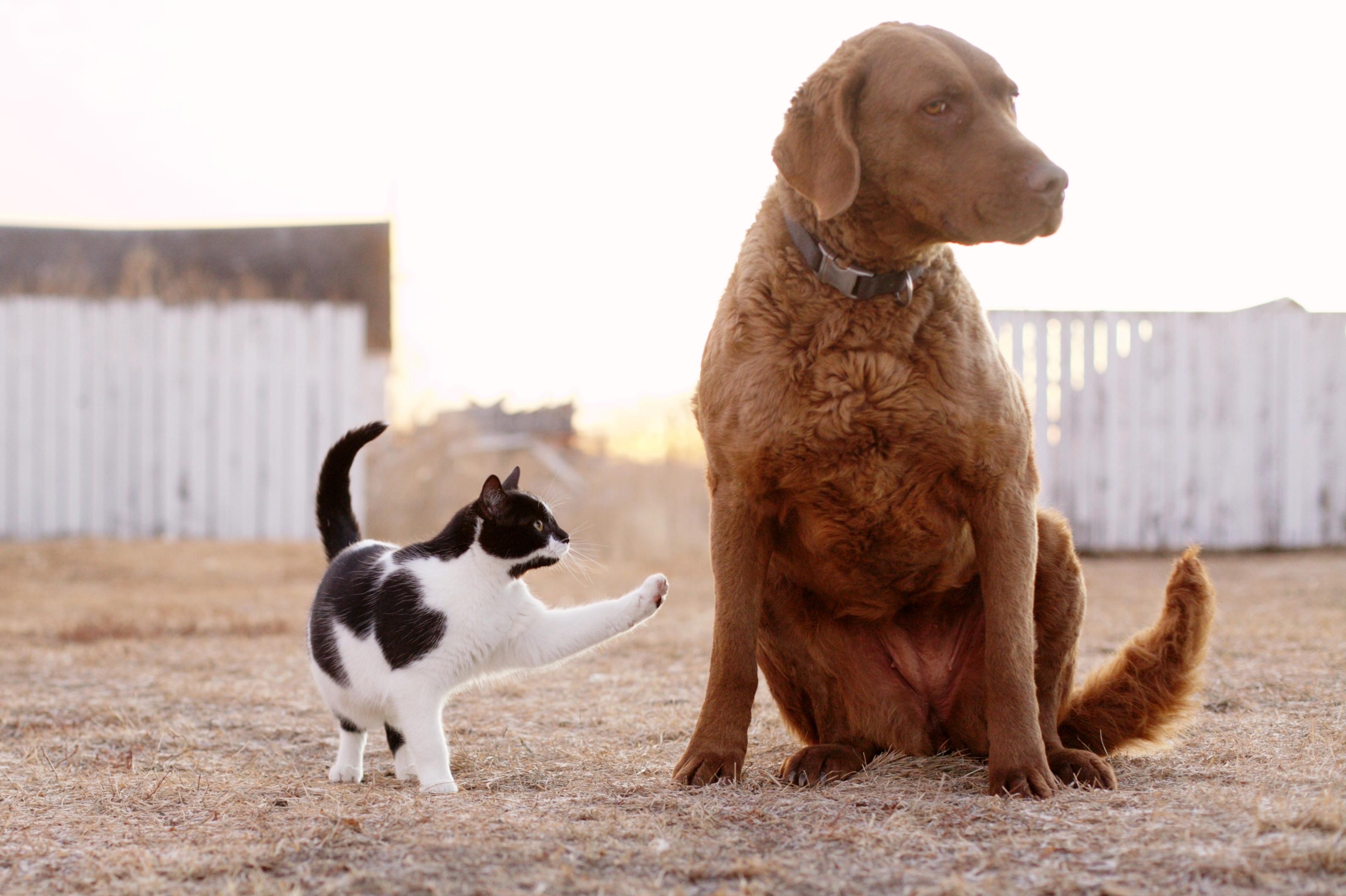 Dog Cat MERS