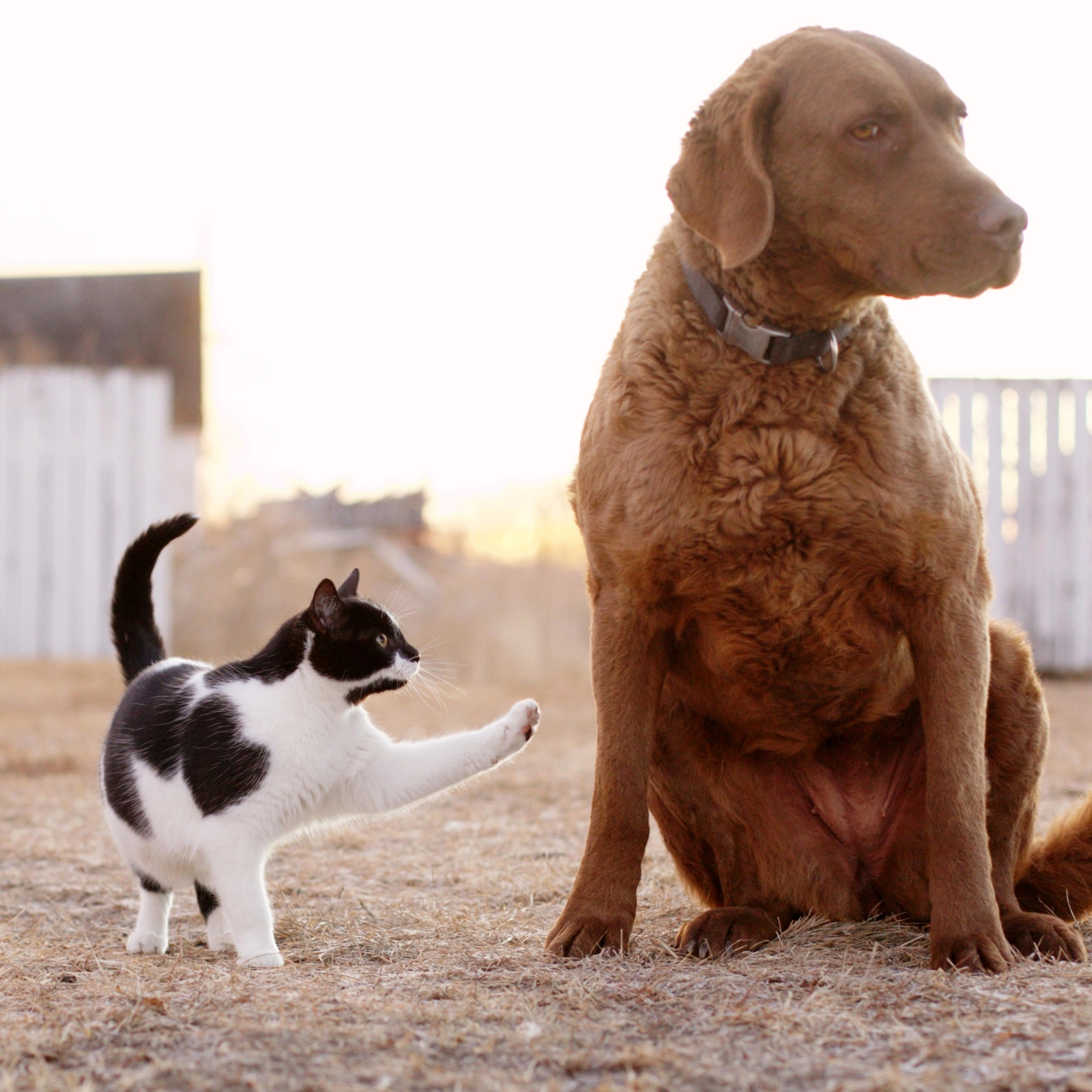 Dog Cat MERS