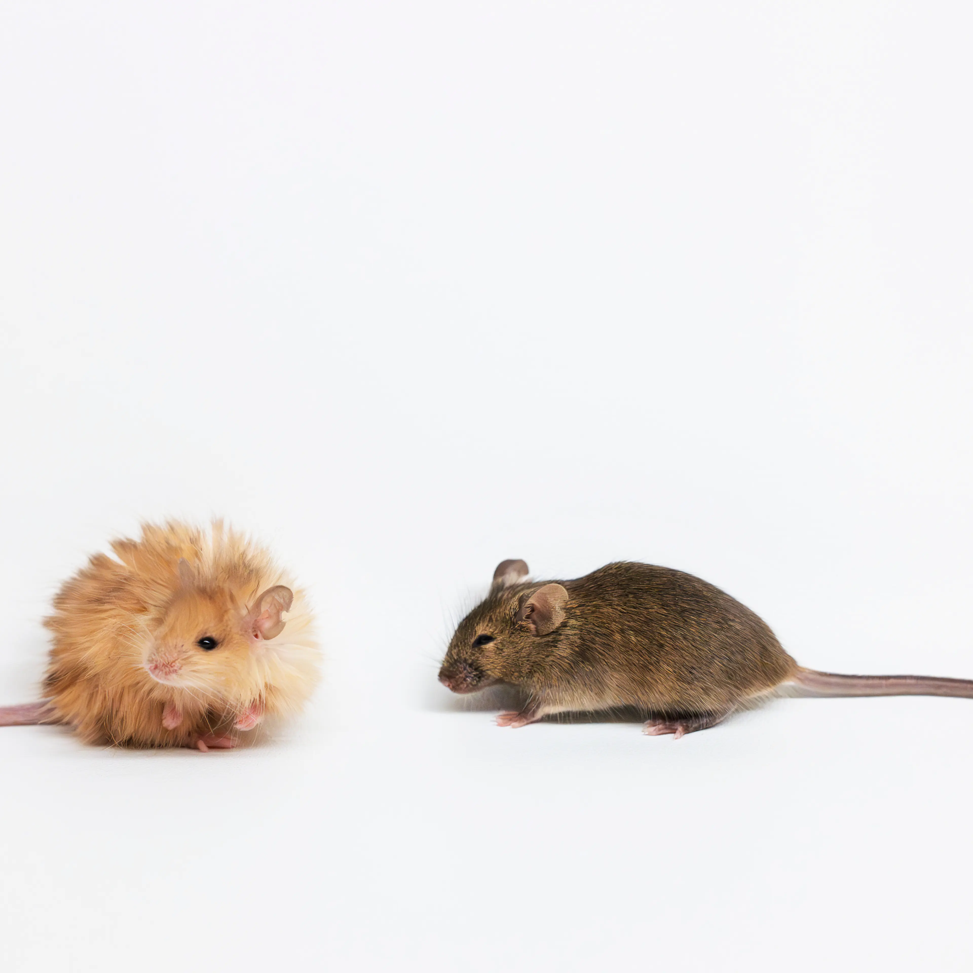 Colossal Biosciences Woolly Mouse and normal mouse