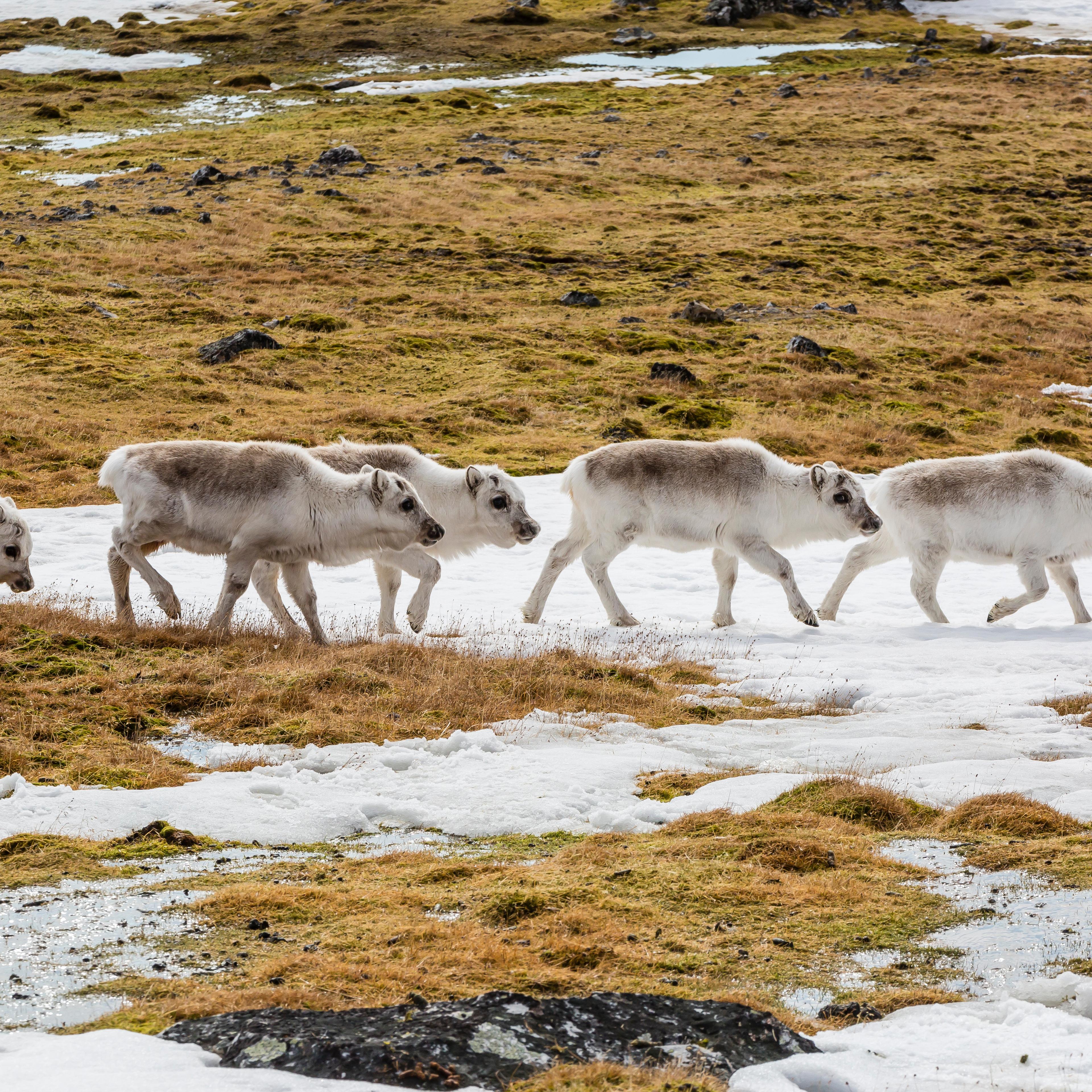 arctic reindeer grazing climate change