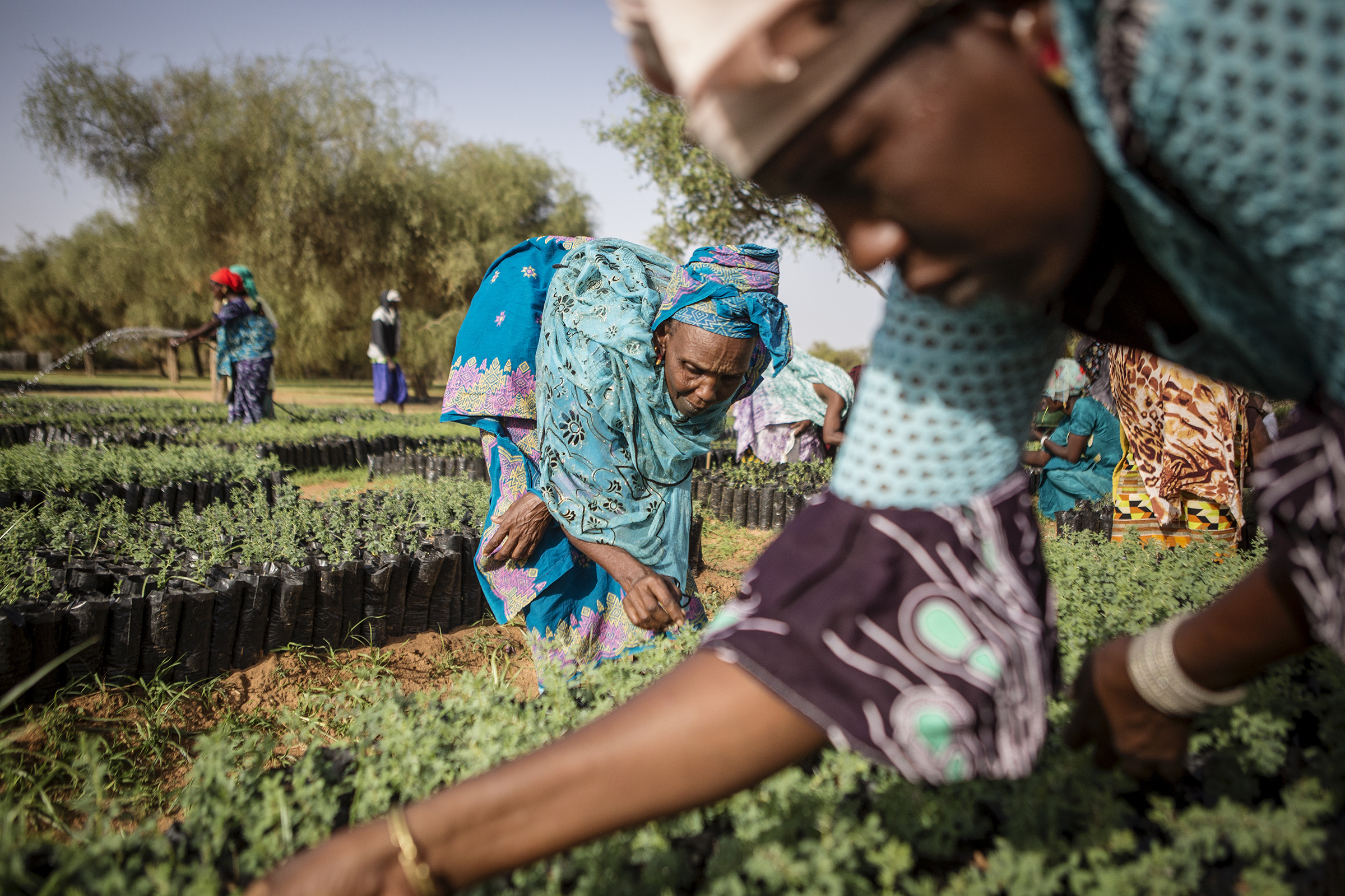 Members of a women’s association pull weeds from seedlings that will eventually be replanted in Koyli Alpha, Senegal