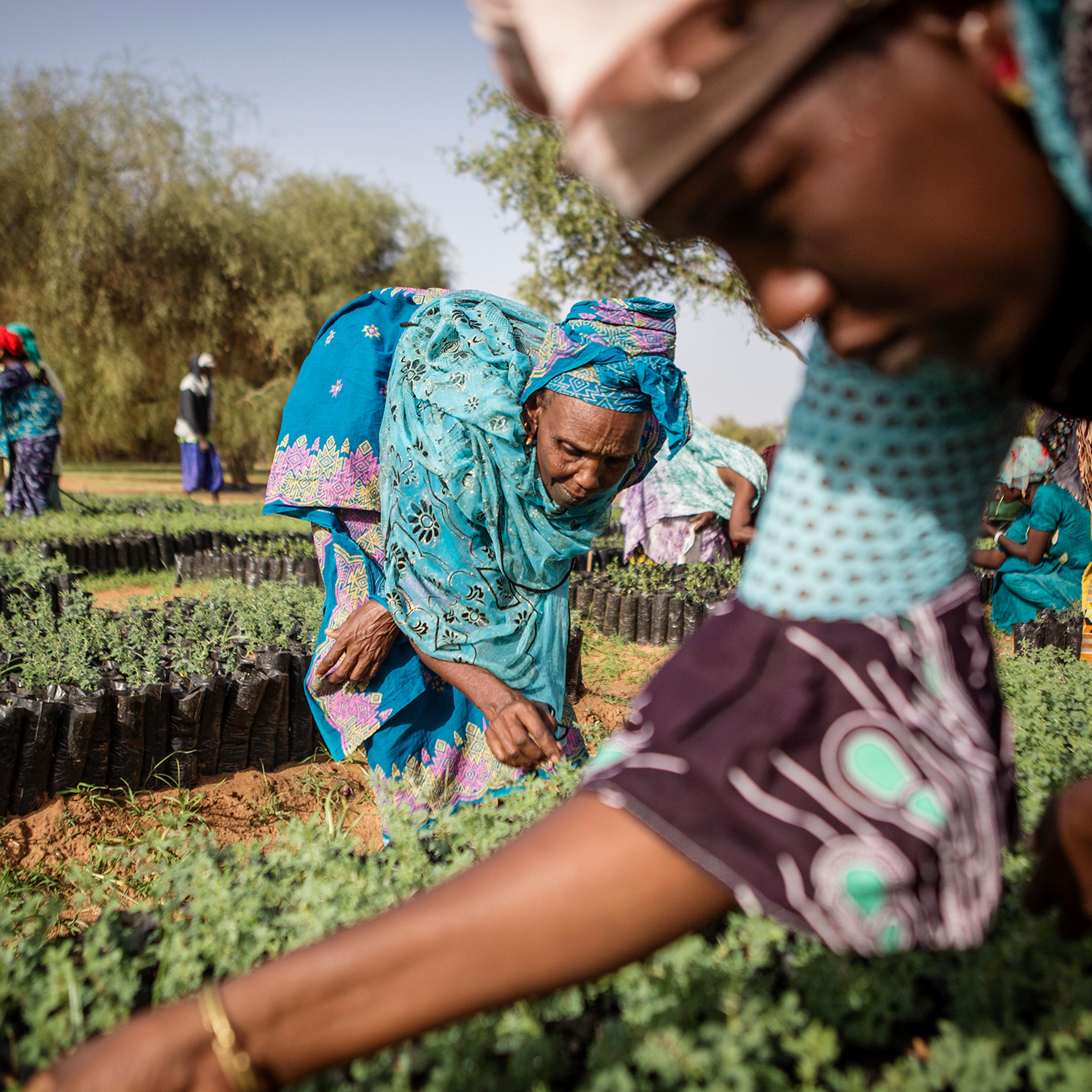Members of a women’s association pull weeds from seedlings that will eventually be replanted in Koyli Alpha, Senegal