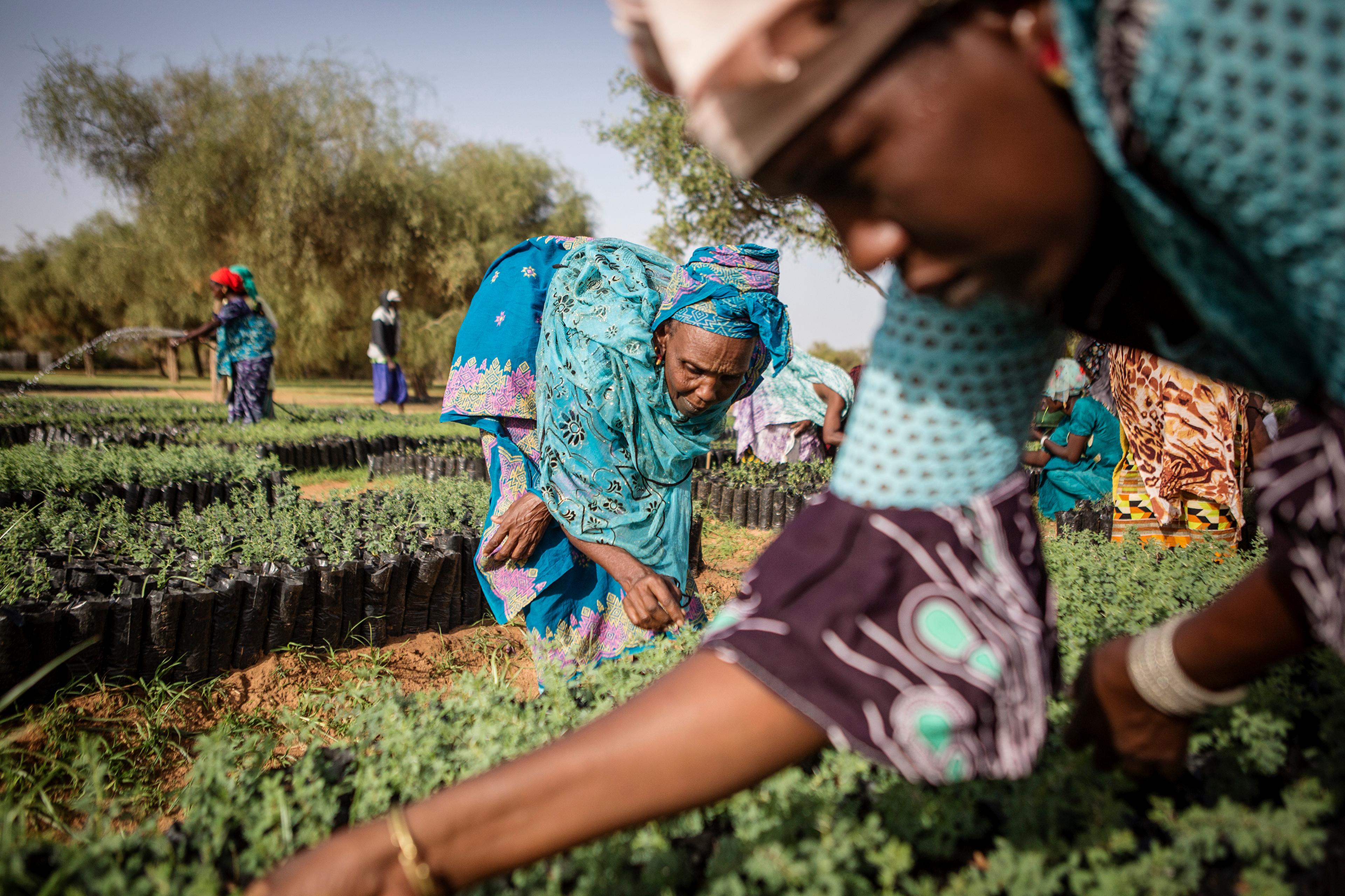 Members of a women’s association pull weeds from seedlings that will eventually be replanted in Koyli Alpha, Senegal