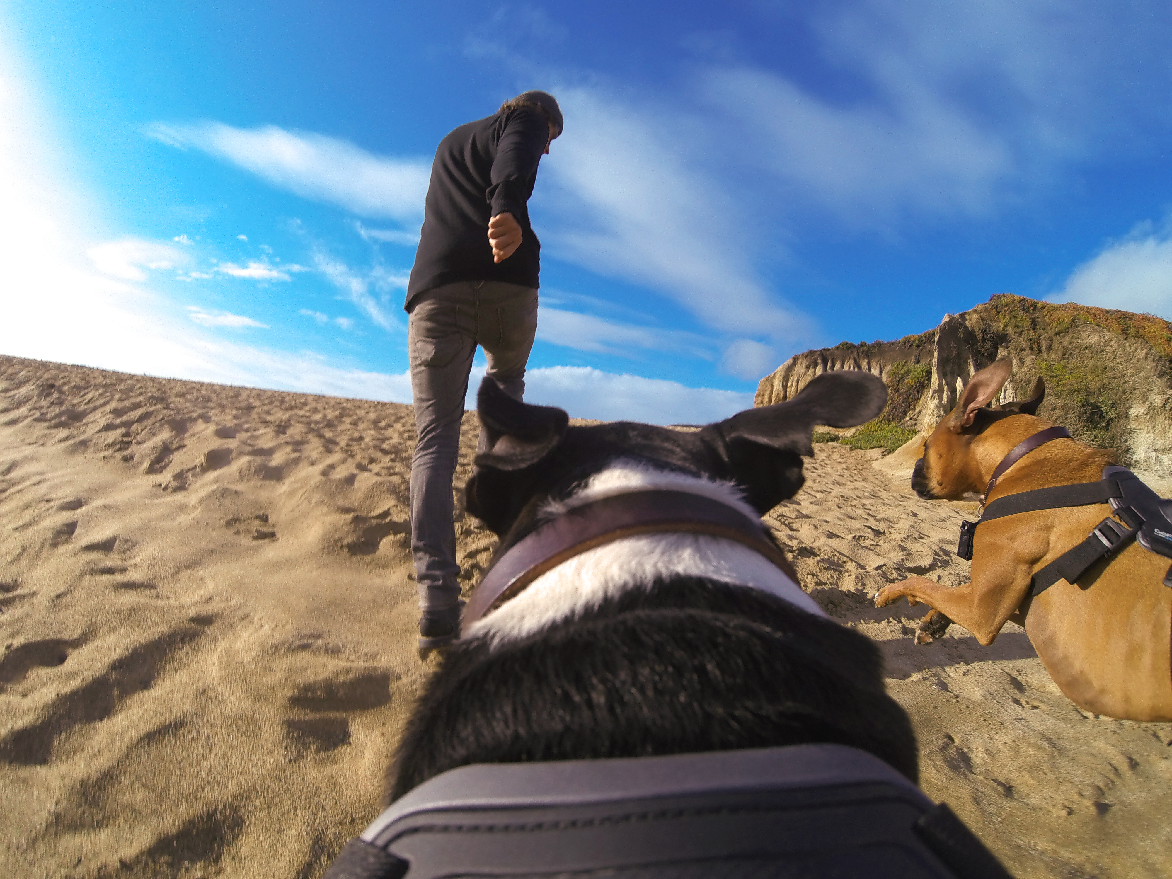 GoPro Launches Camera Harness for Dogs