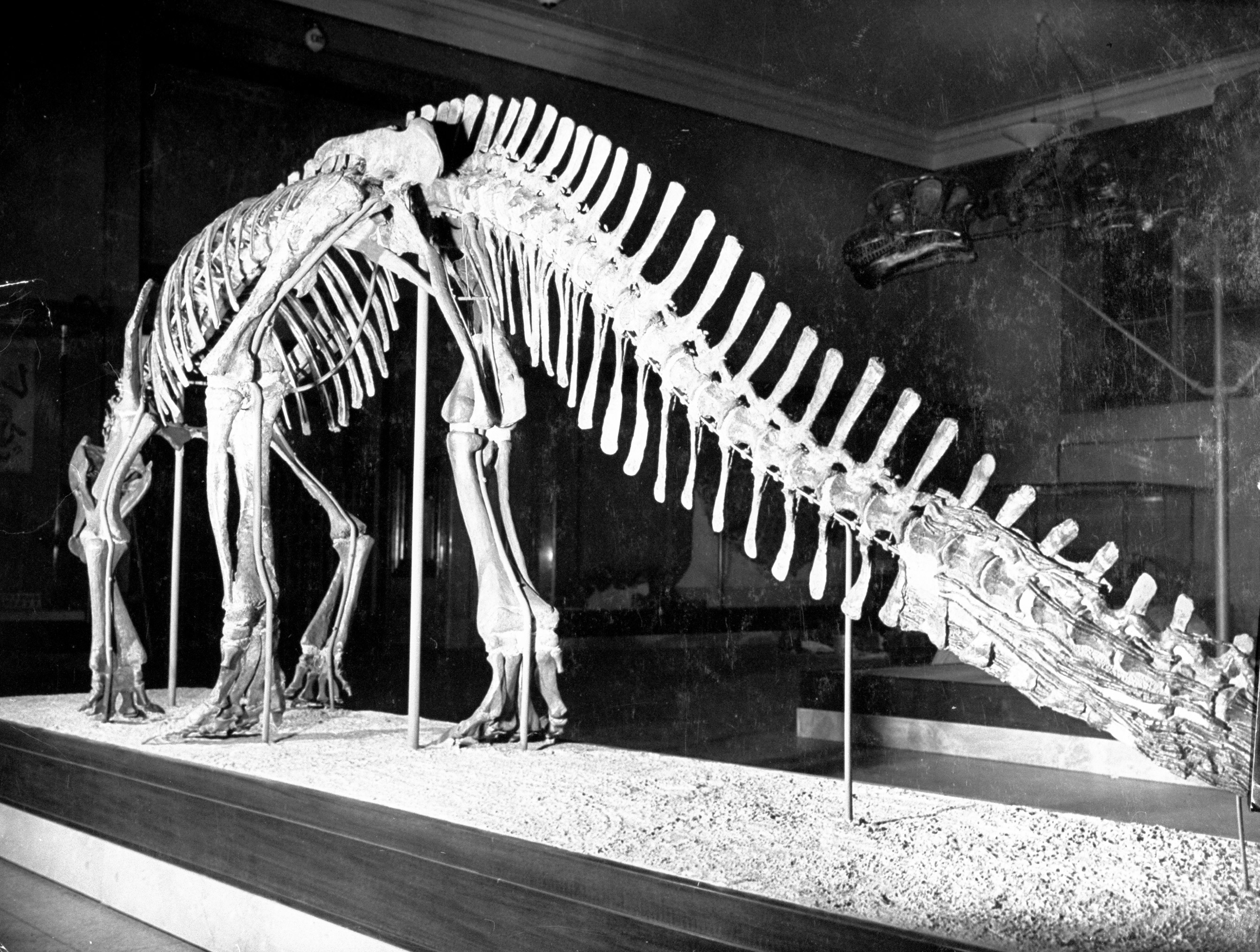 Revisiting the American Museum of Natural History's Jurassic Hall