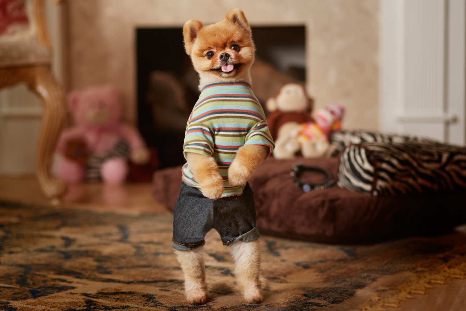 Jiff the Pomeranian Is Worlds Fastest Dog on Two Paws