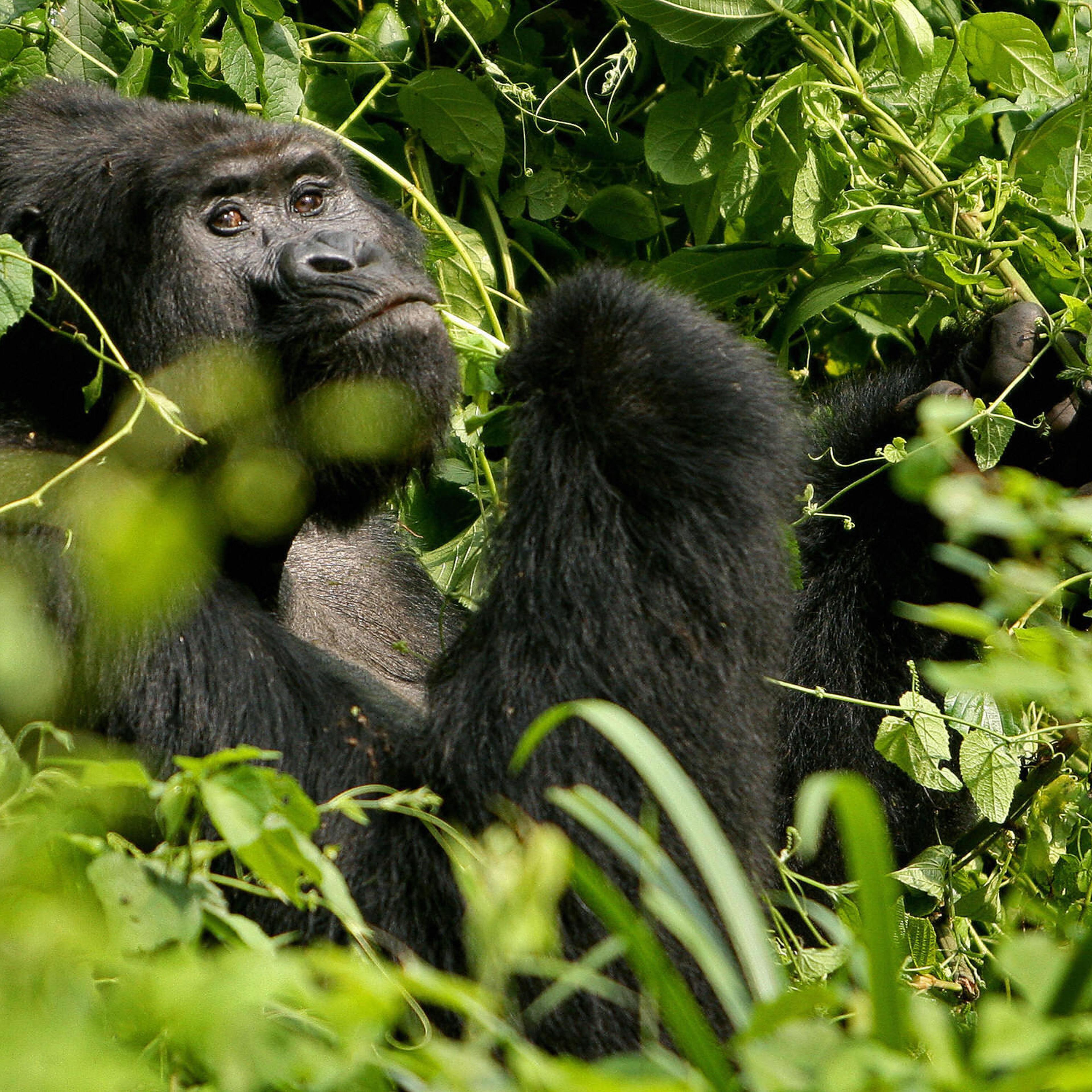 A Silverback male mountain Gorilla sits