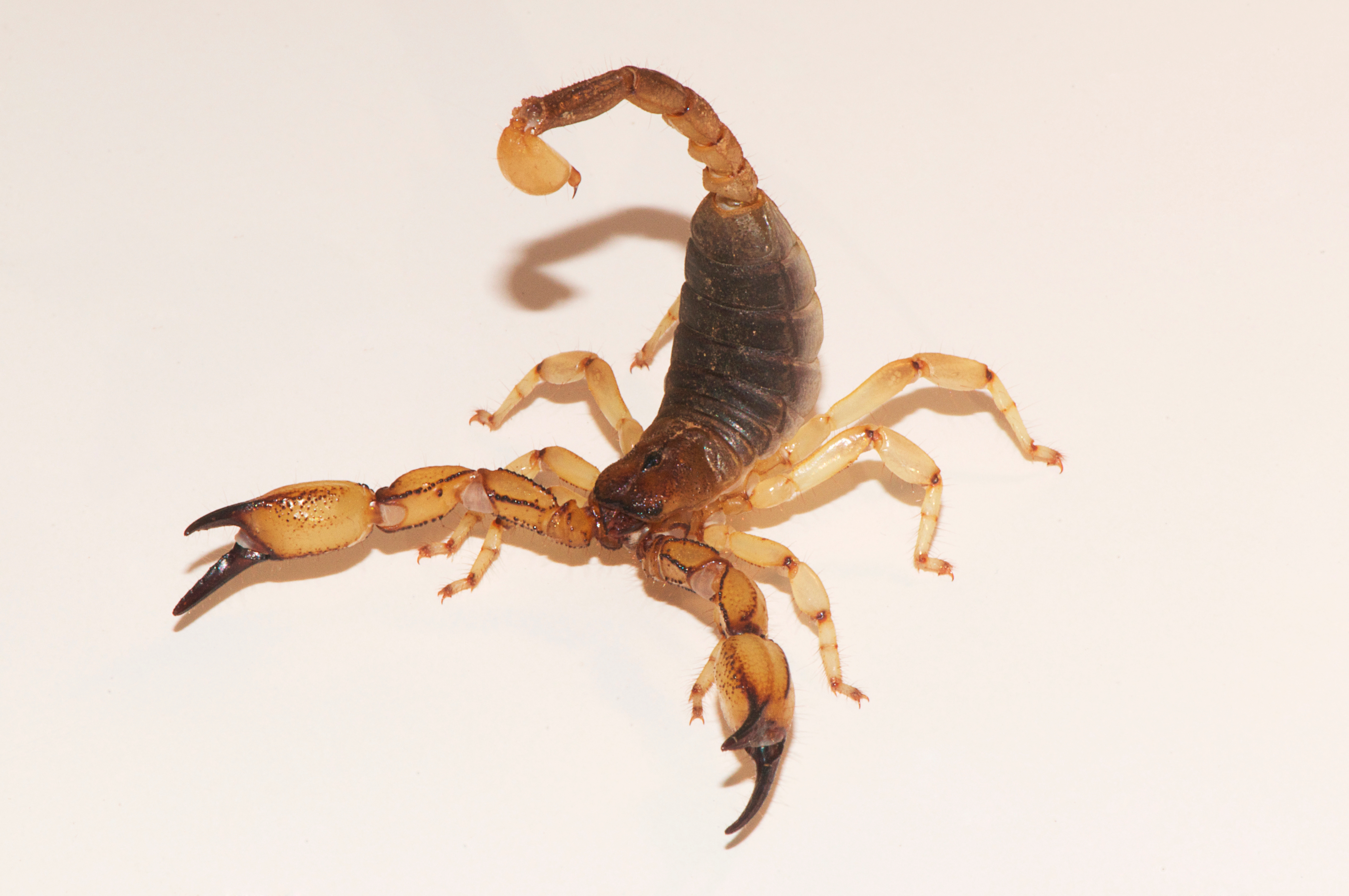 Scorpion found in Riverside, California, identified as Anuroctonus pococki, in the family Iluridae