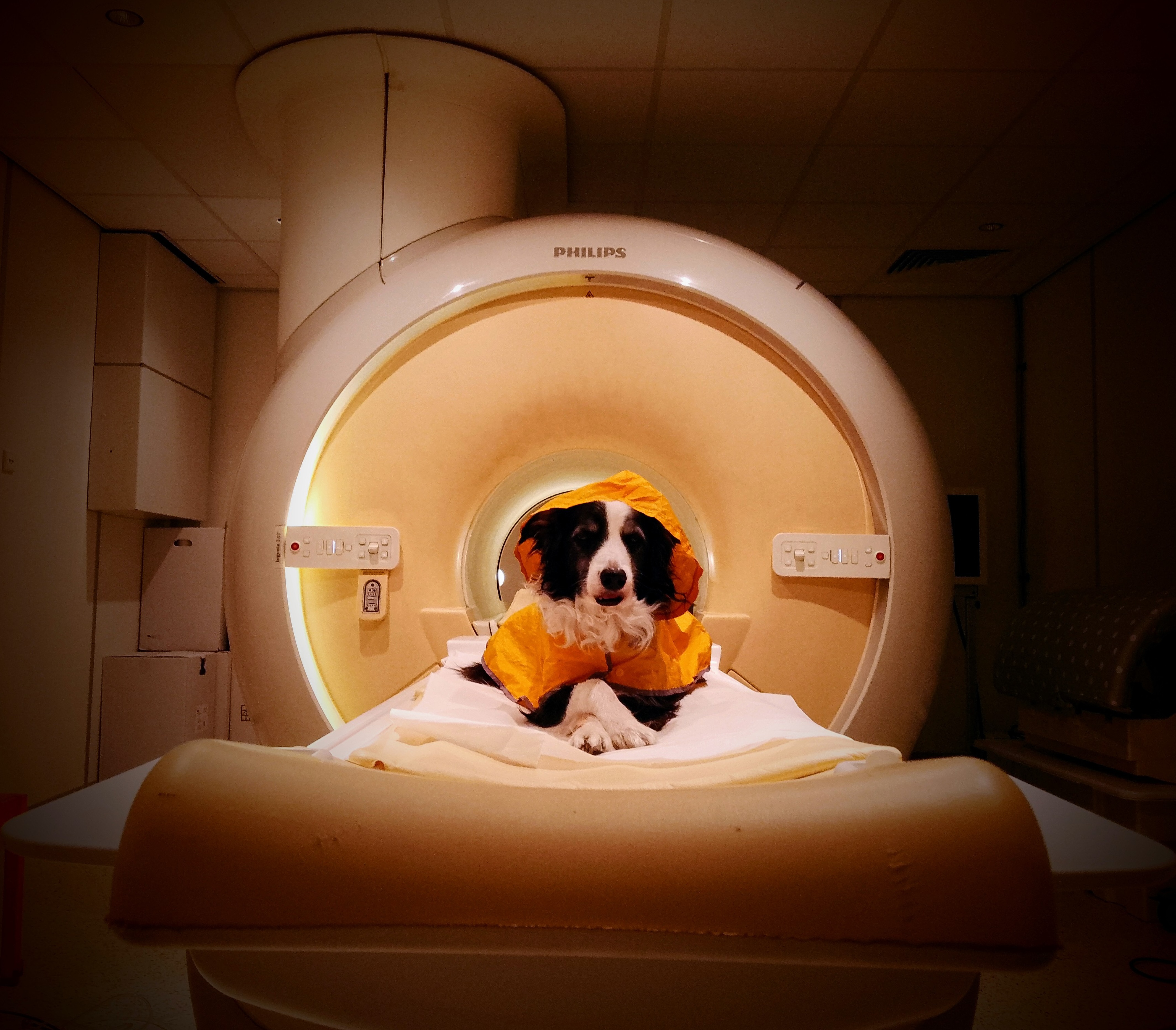 Your Dog Really Can Tell When Youre Happy
