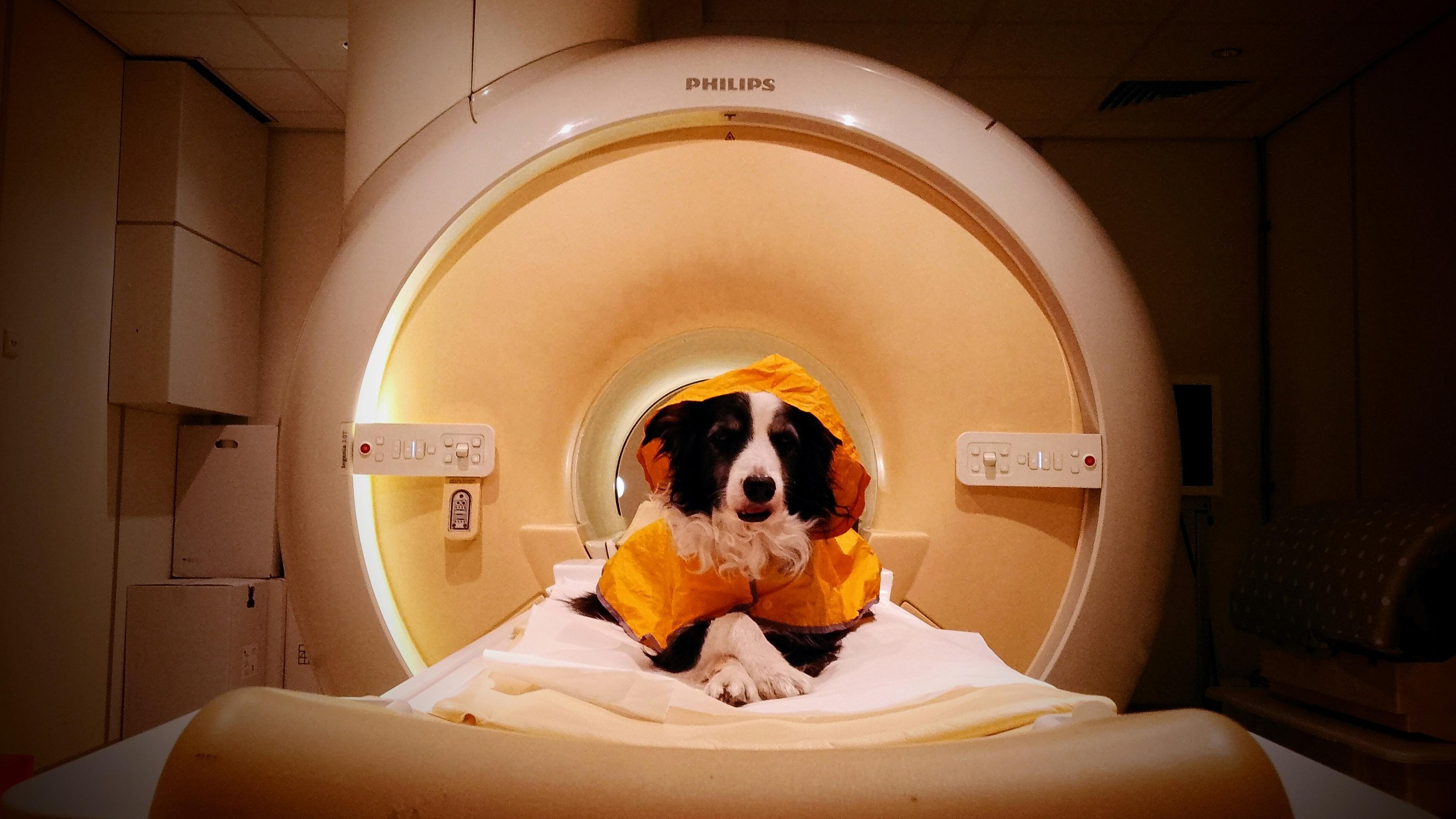 Your Dog Really Can Tell When You're Happy