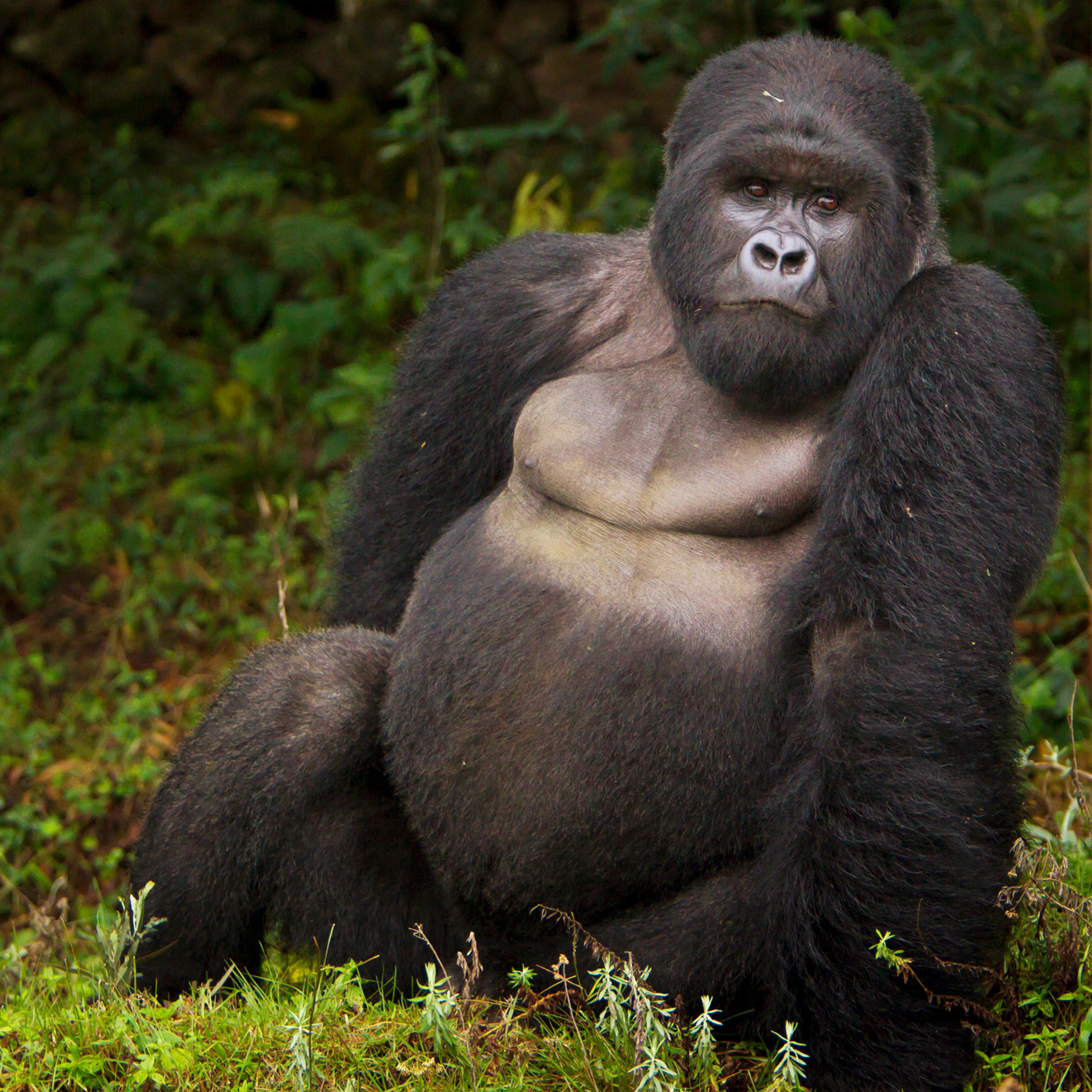 eastern gorilla endangered