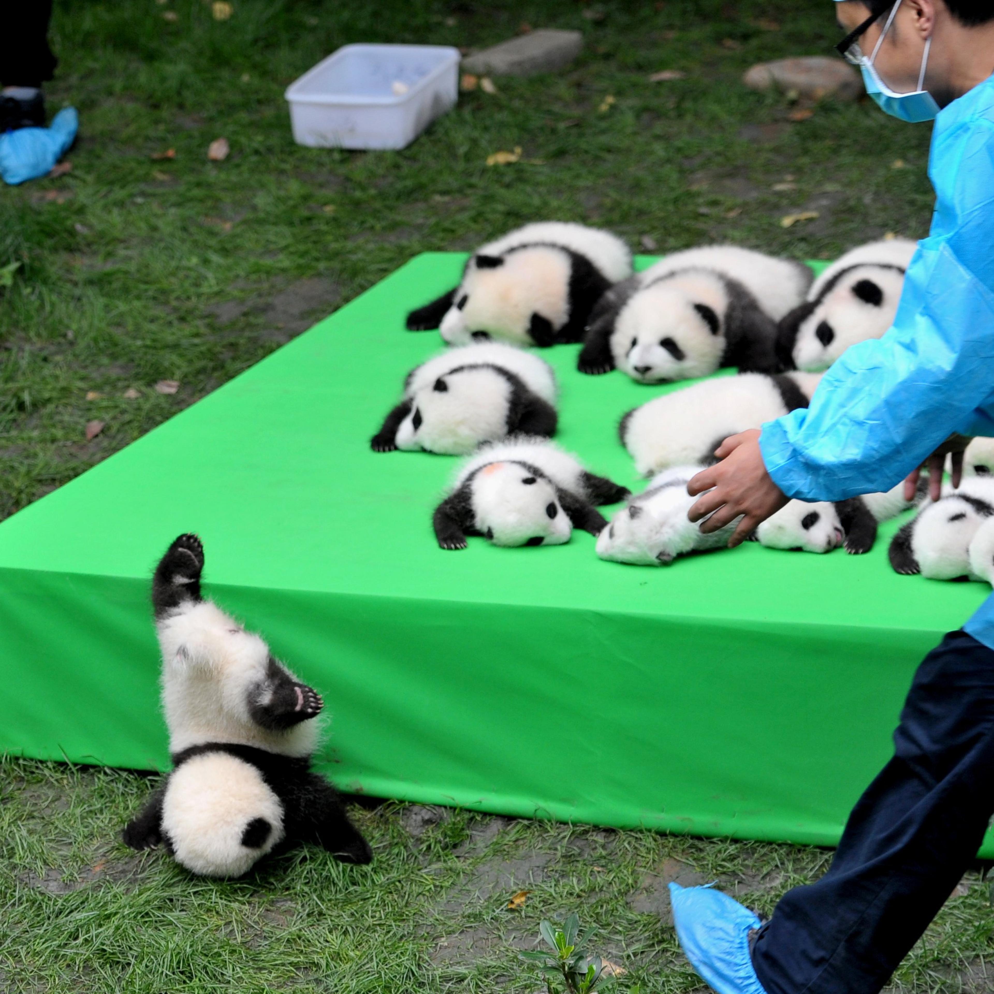 A giant panda cub falls from a stage while 23 giant pandas born in 2016 are seen on a display at the Chengdu Research Base of Giant Panda Breeding in Chengdu, Sichuan province, China, on Sept. 29, 2016.