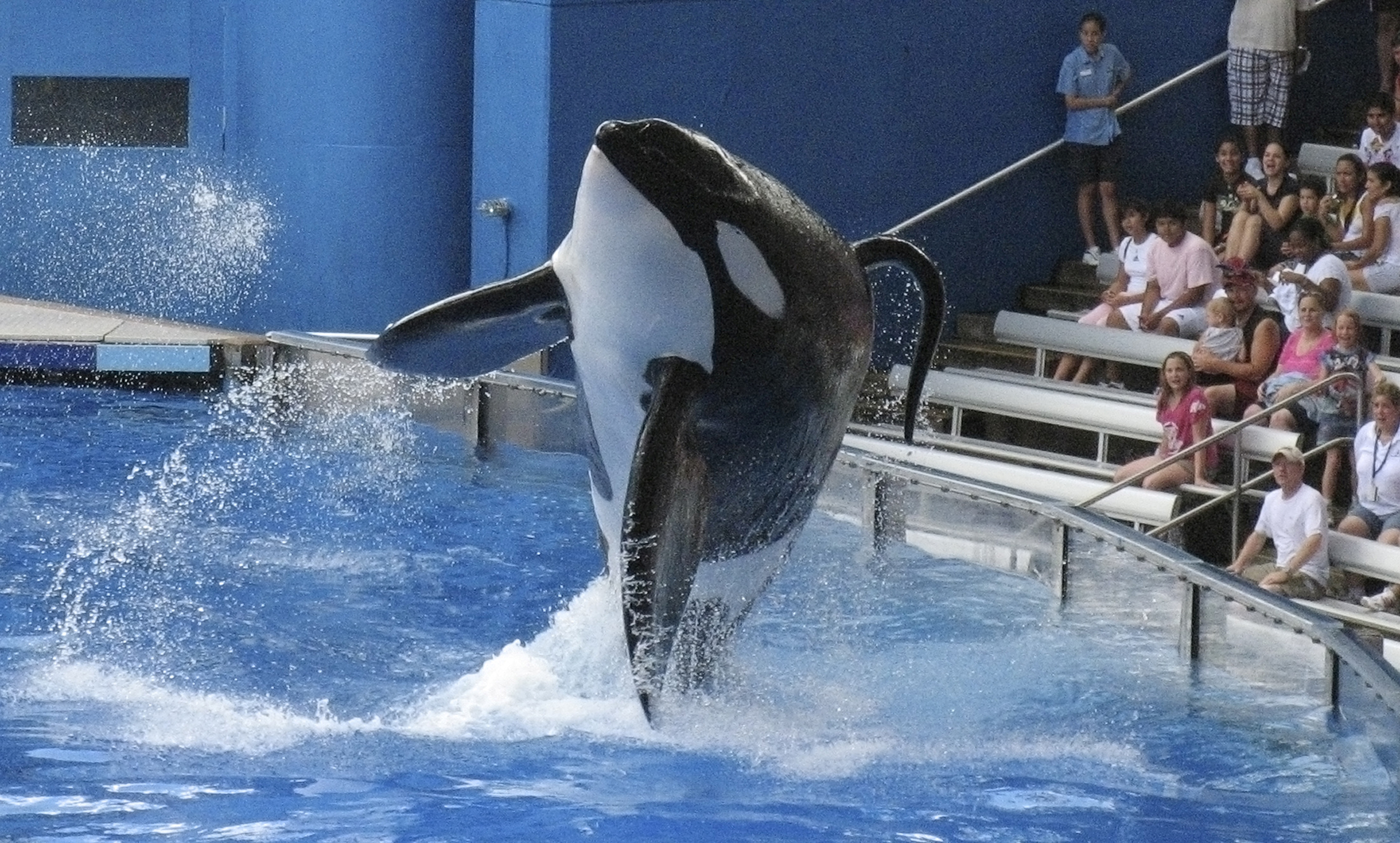 SeaWorld killer whale Tilikum performs during the show "Believe" at SeaWorld Orlando in Florida on Sept. 3, 2009.