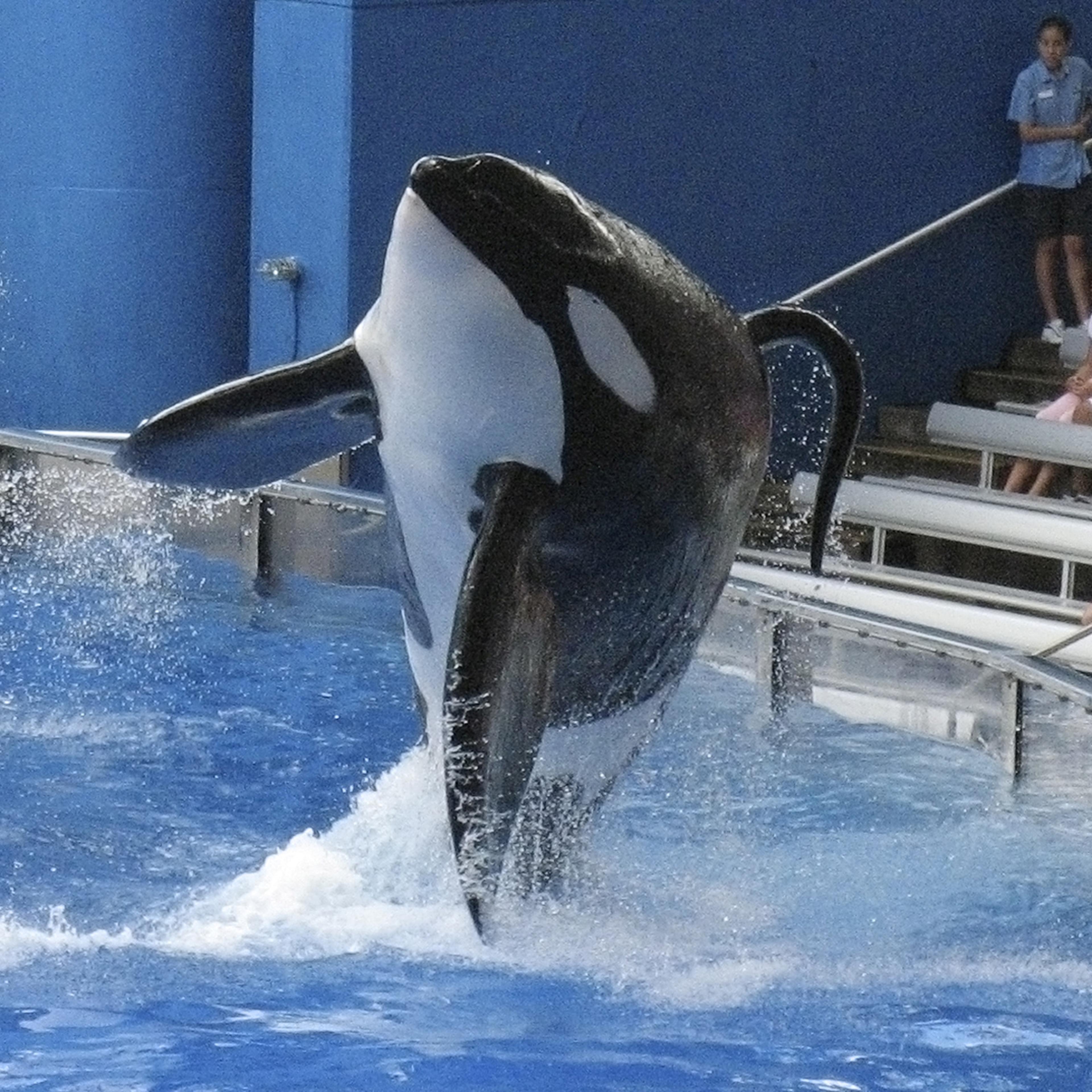 SeaWorld killer whale Tilikum performs during the show "Believe" at SeaWorld Orlando in Florida on Sept. 3, 2009.