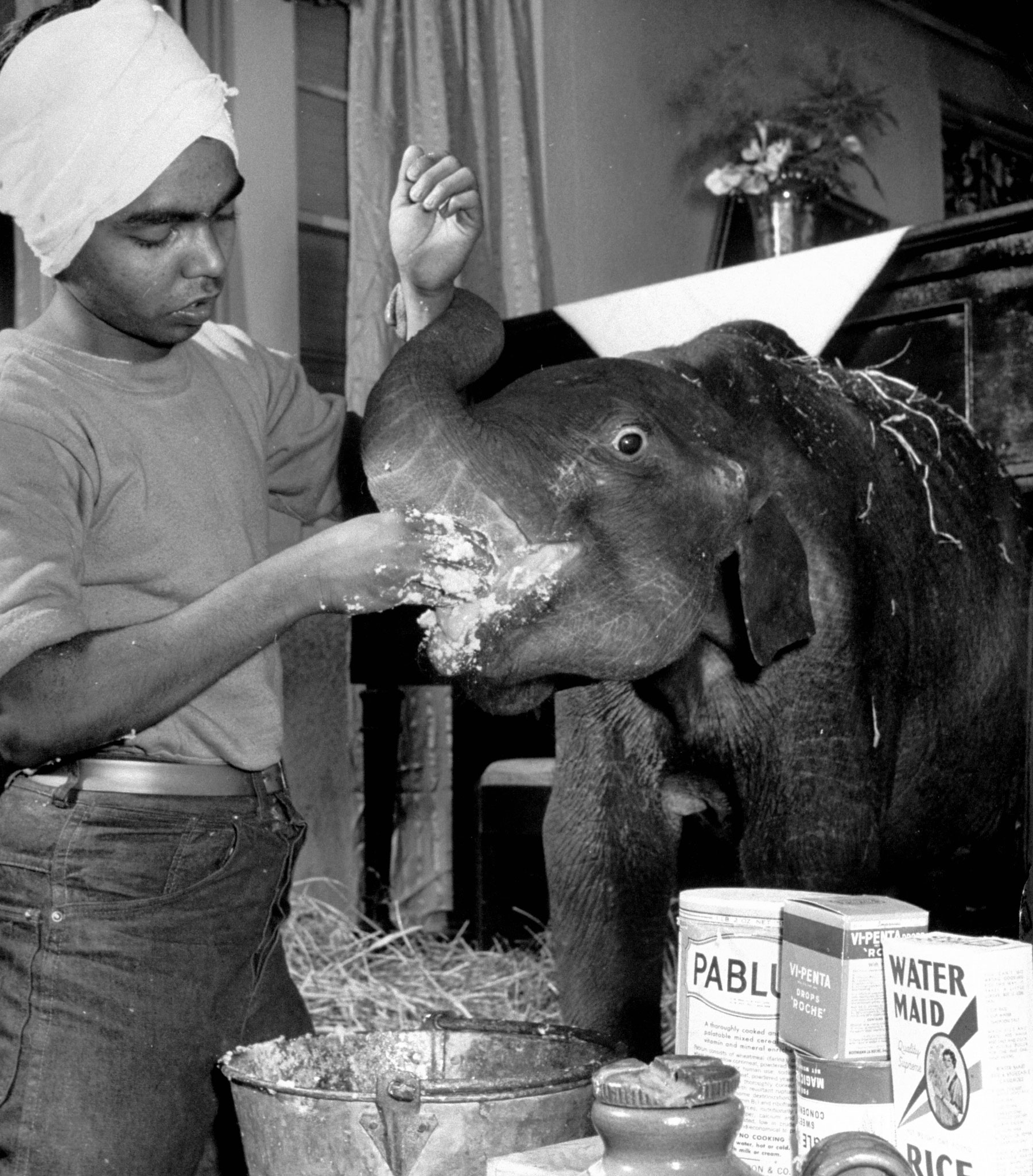 Butch the Circus Elephant in Gonzales, Texas, 1949