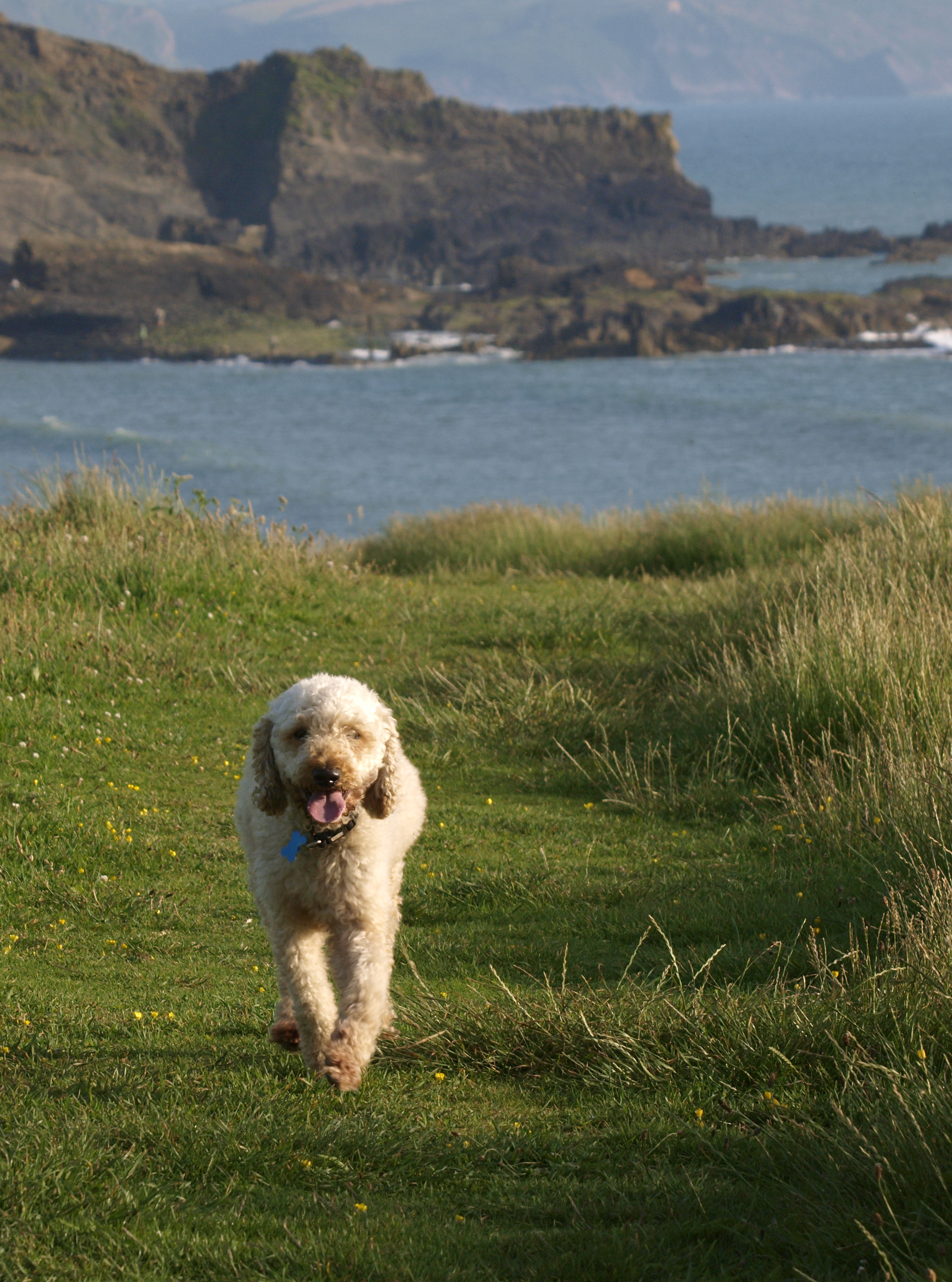 Home by dinner: A determined dog can do remarkable things