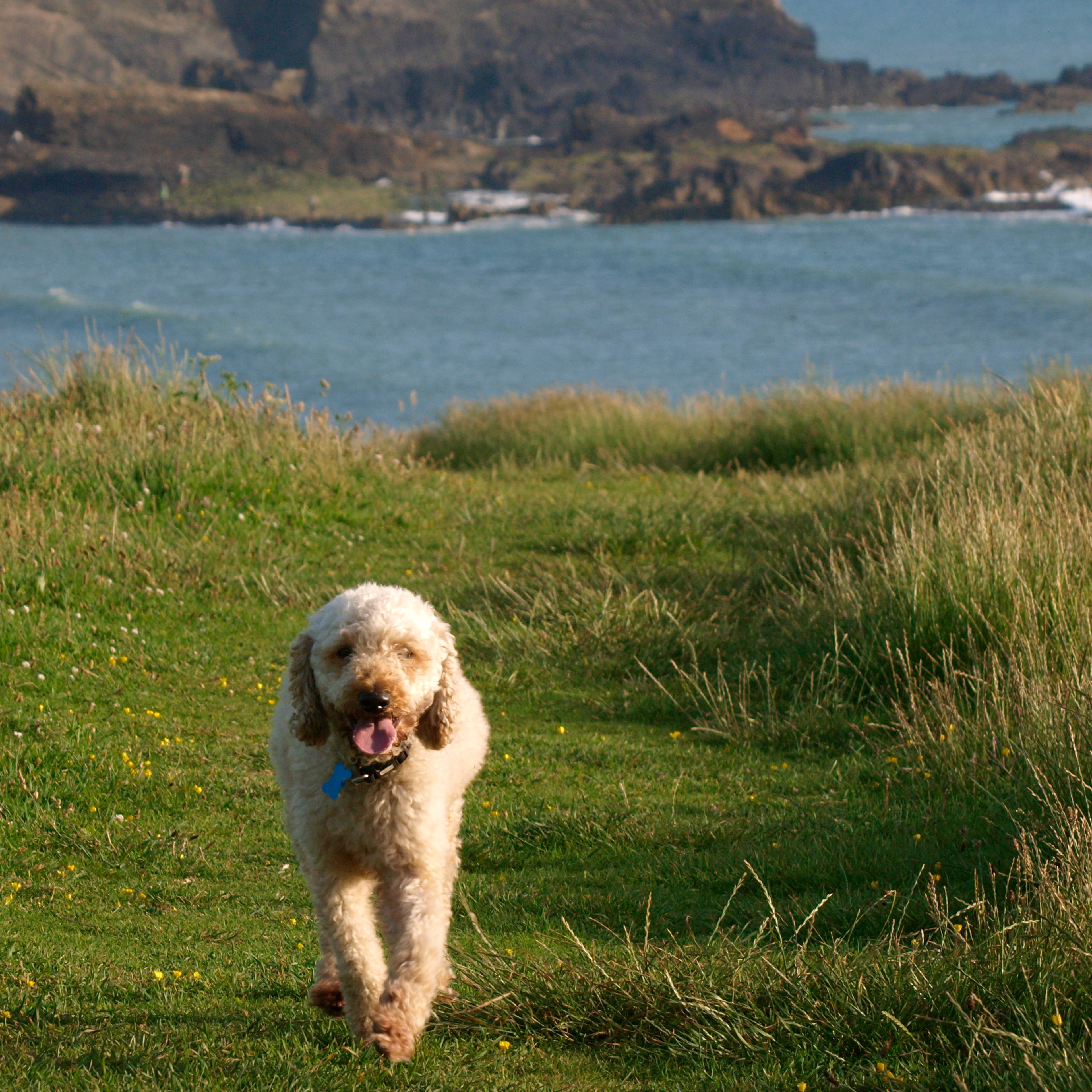 Home by dinner: A determined dog can do remarkable things