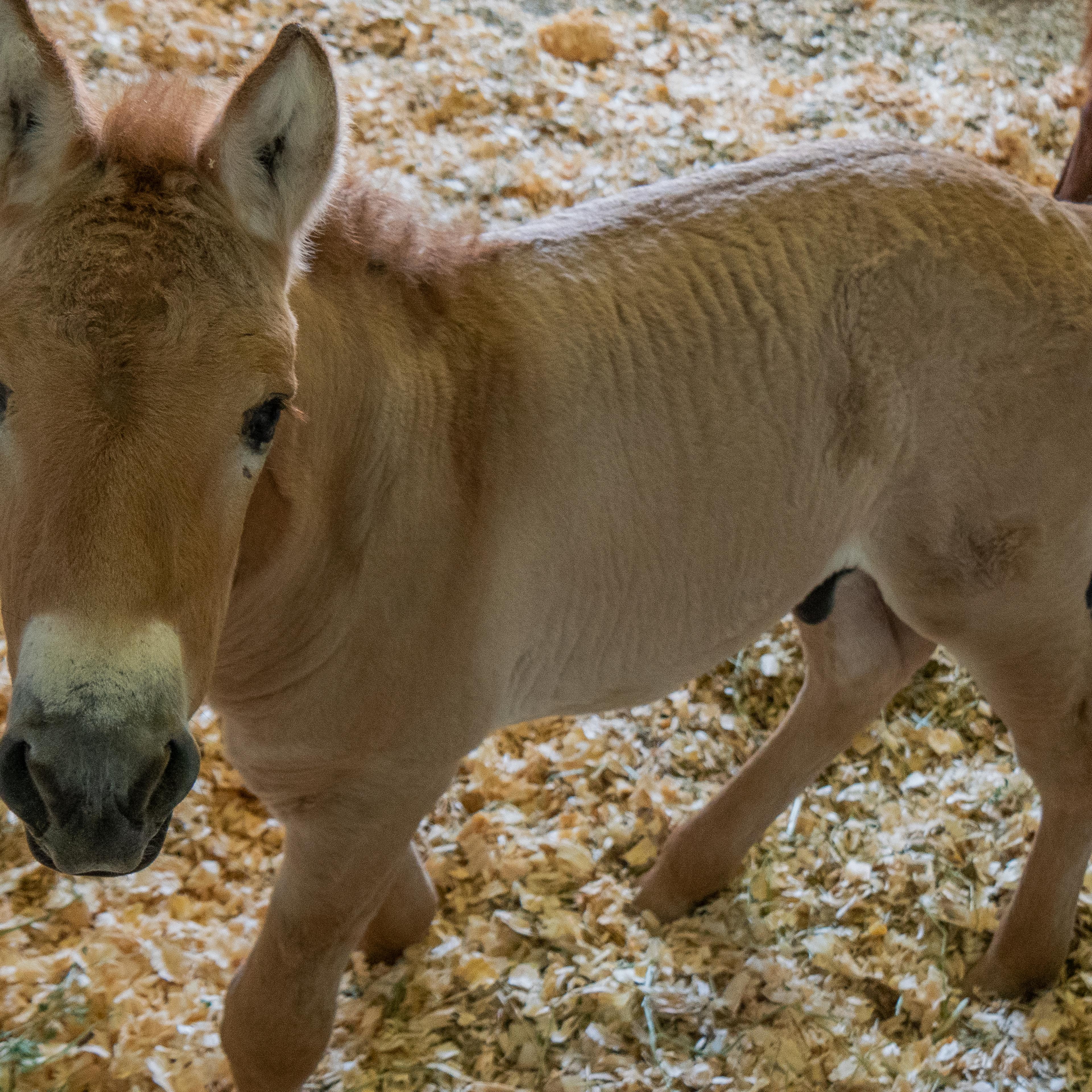 cloned Przewalski’s horse endangered zoo