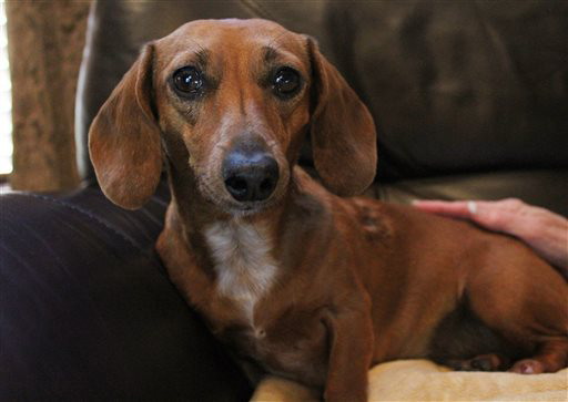 Dachshund Rescued