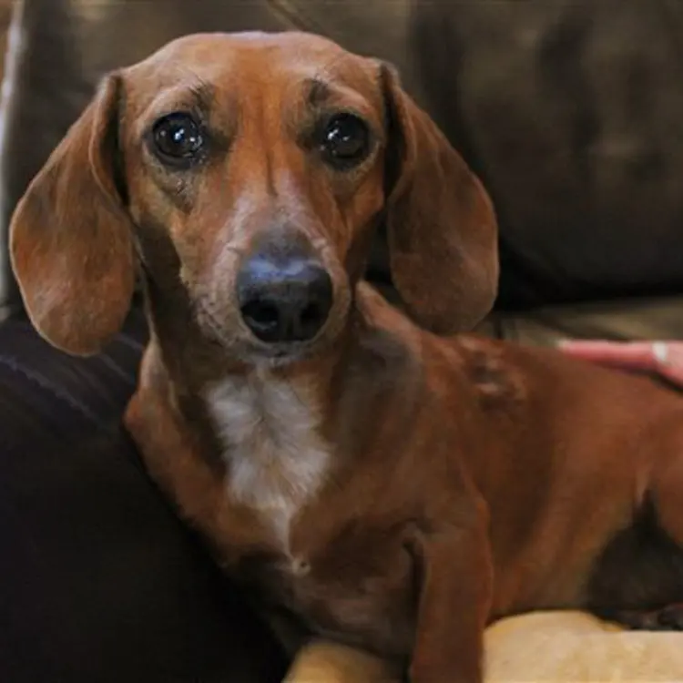 Dachshund Rescued