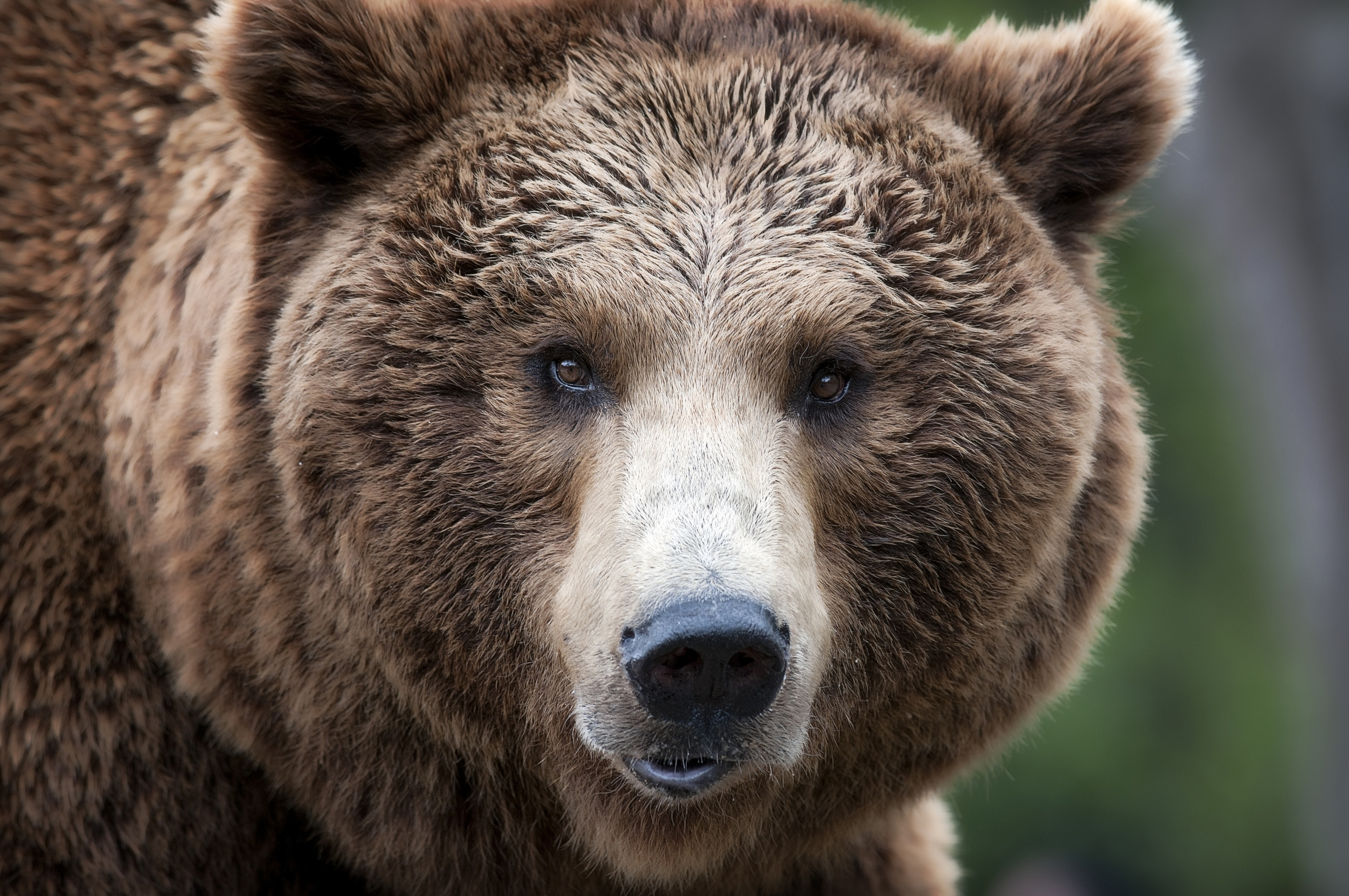 Brown bear