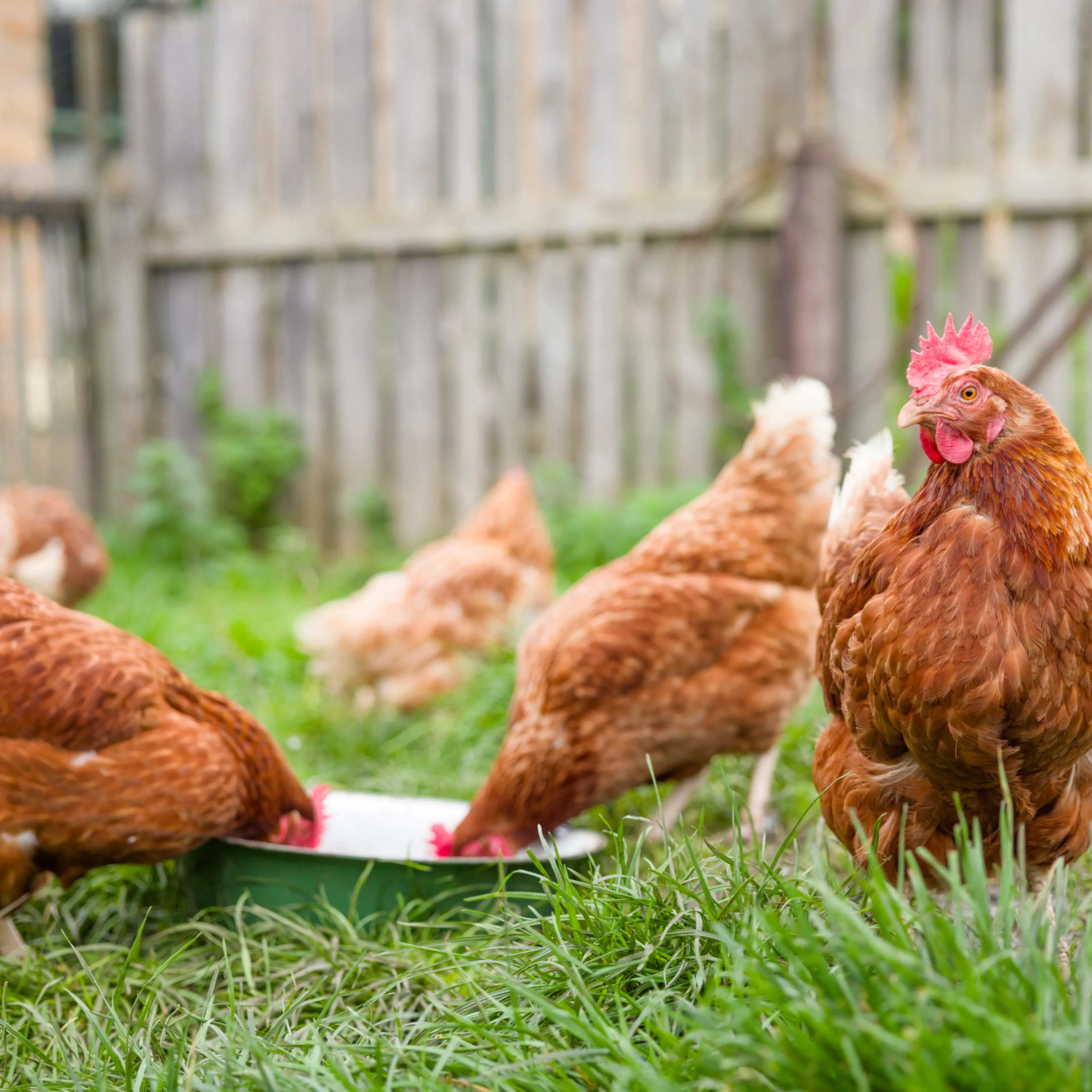 Free range chickens in a UK garden