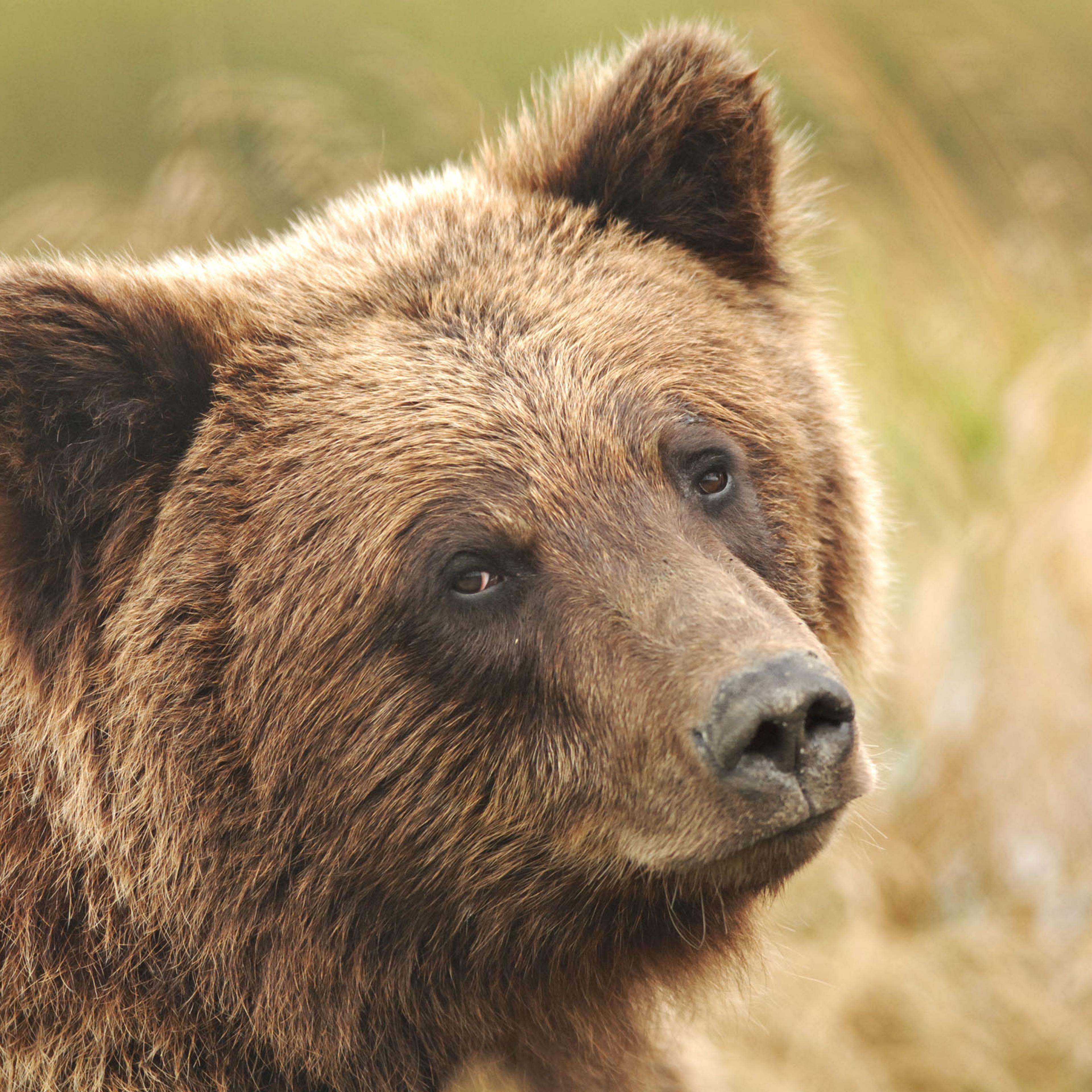 A grizzly bear is pictured in its enclosure at the Alaska Wi