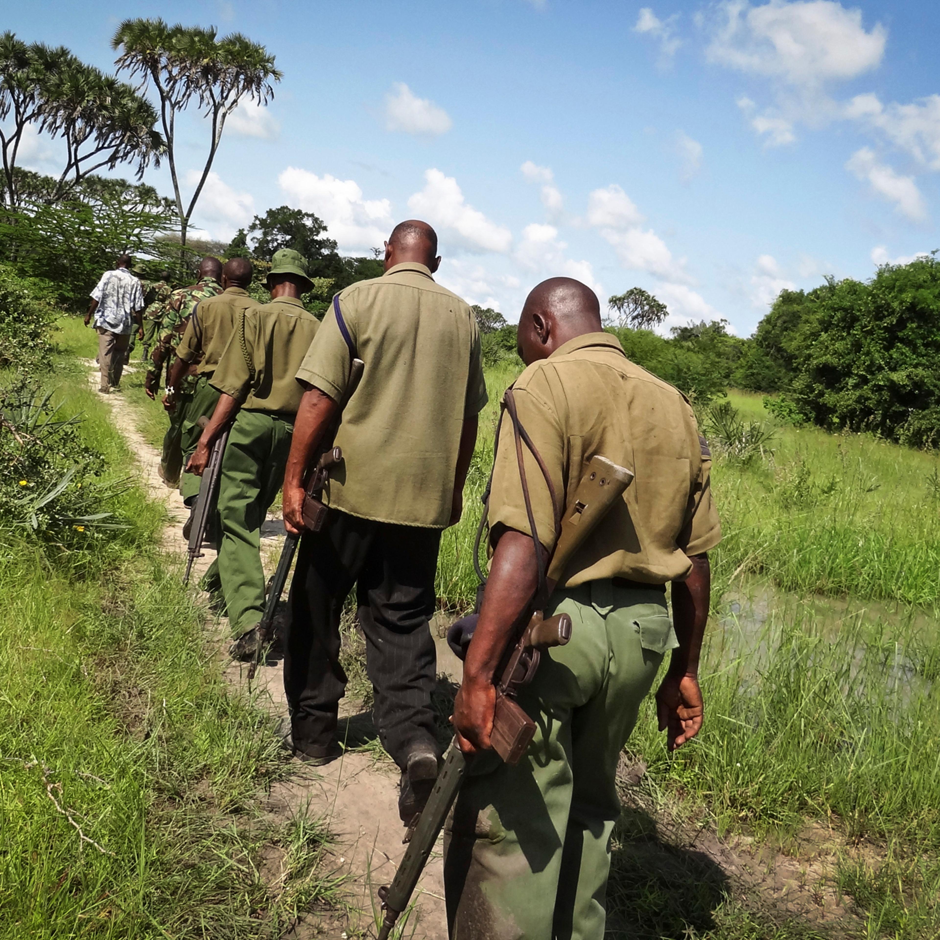 Armed members of the Kenyan security forces march in single file along narrow paths leading through the dense swamp and forest, searching for the attackers, in the remote village of Kaisari, near Mpeketoni, about 60 miles from the Somali border on the co