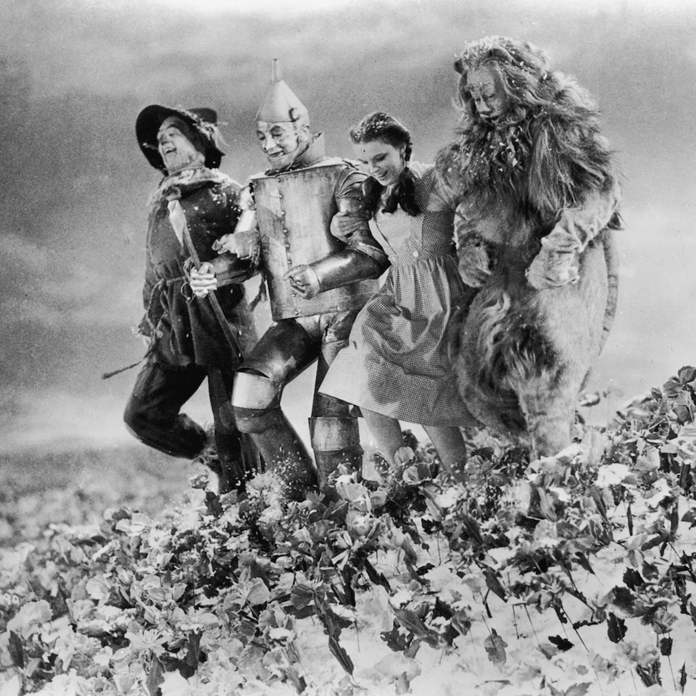 Poppy Field, 'Wizard Of Oz'