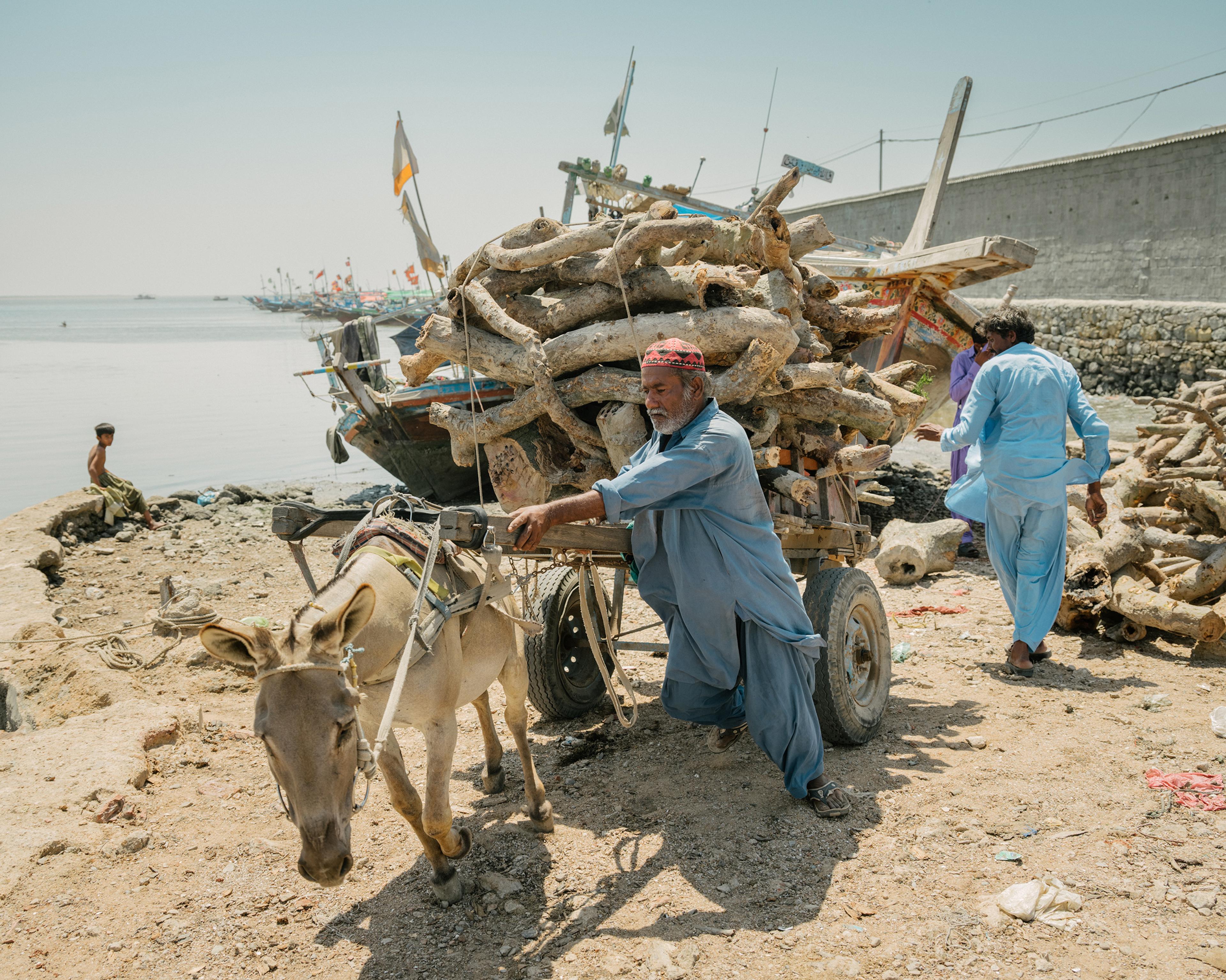 Mangrove wood, cut from Bundal Island, is loaded onto a donkey cart in Ibrahim Hyderi, on the outskirts of Karachi. The timber will likely be sold for use as fuel or as construction materials in poor areas of the city