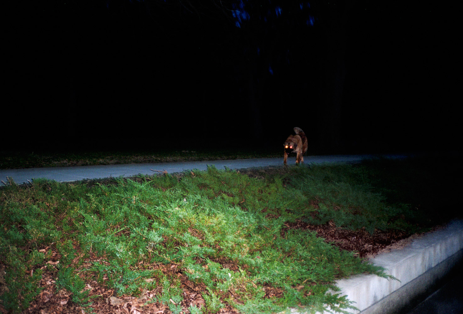 Ed Panar's Photos of Animals Looking at Him