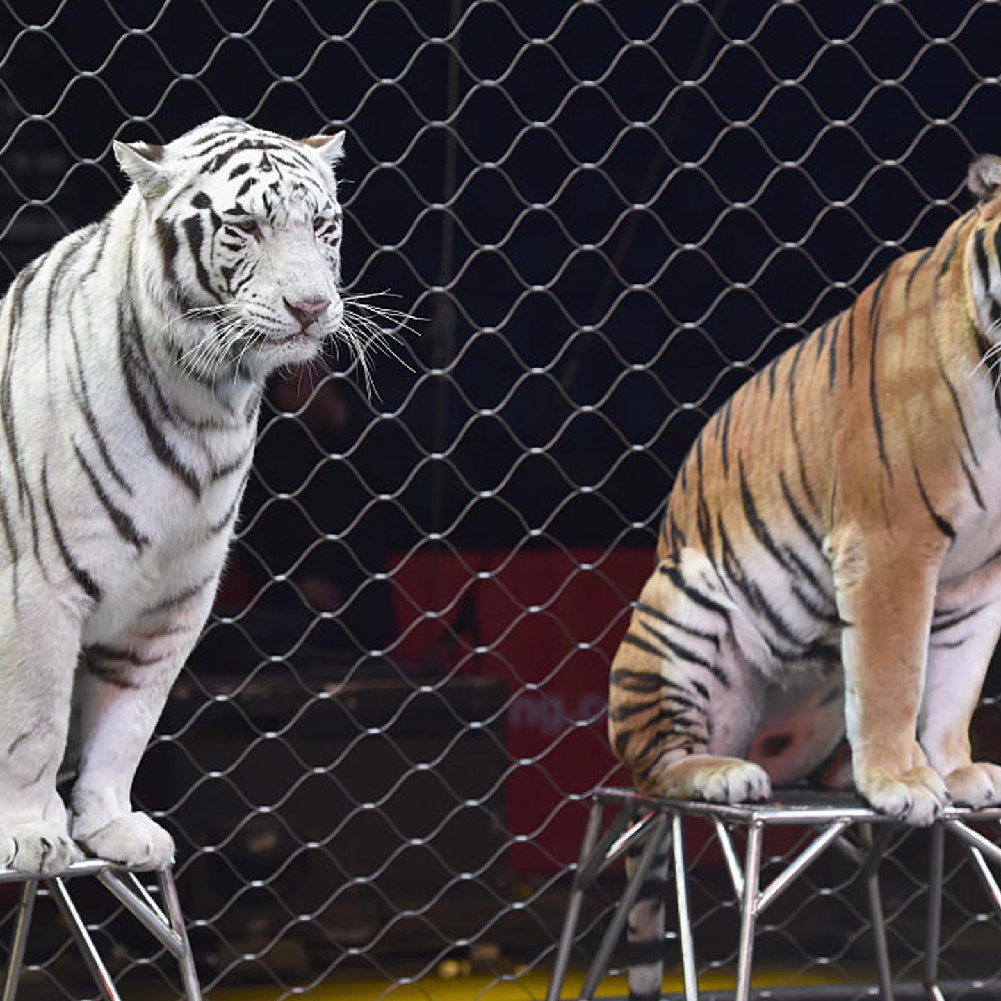 Ringling Bro's Barnum and Bailey tigers perform for kids during Circus With a Purpose VIP event for Monroe Carell Jr. Children's Hospital at Bridgestone Arena on Dec. 9, 2016 in Nashville, Tennessee.