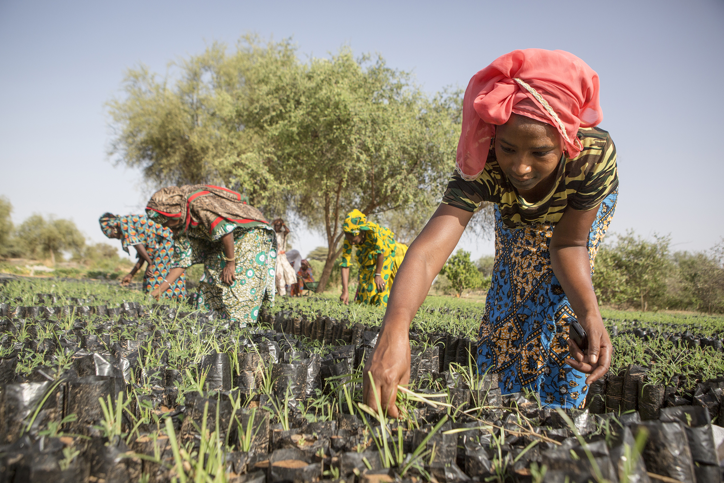 Koyly Alpha, Senegal- A young woman, part of the Women’s Association of Koyly, pulls weeds from seedlings that will be planted in a parcel contributing the Great Green Wall Project in Koyly Alpha, Senegal on Friday, August 2, 2019. 200 women belong to th