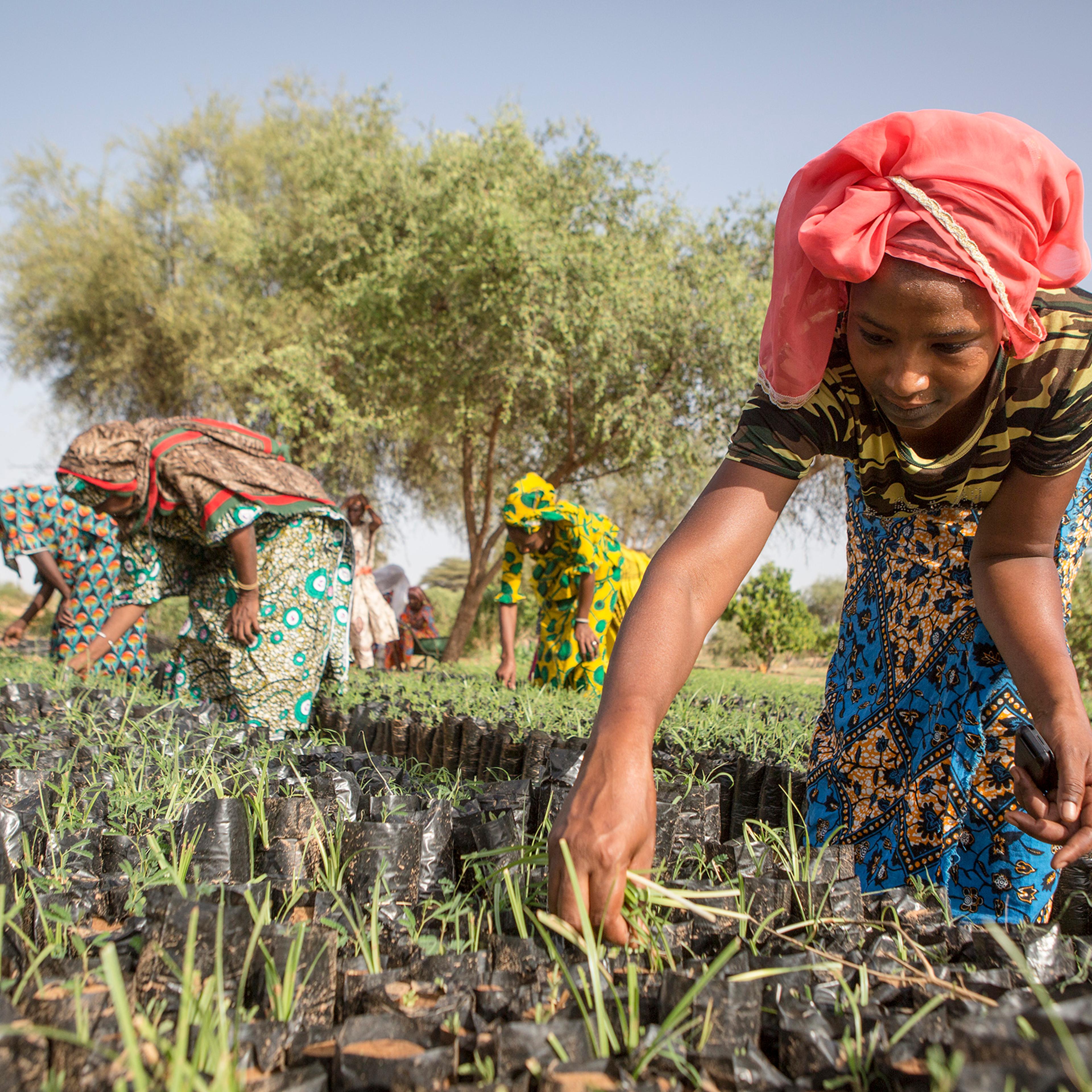 Koyly Alpha, Senegal- A young woman, part of the Women’s Association of Koyly, pulls weeds from seedlings that will be planted in a parcel contributing the Great Green Wall Project in Koyly Alpha, Senegal on Friday, August 2, 2019. 200 women belong to th