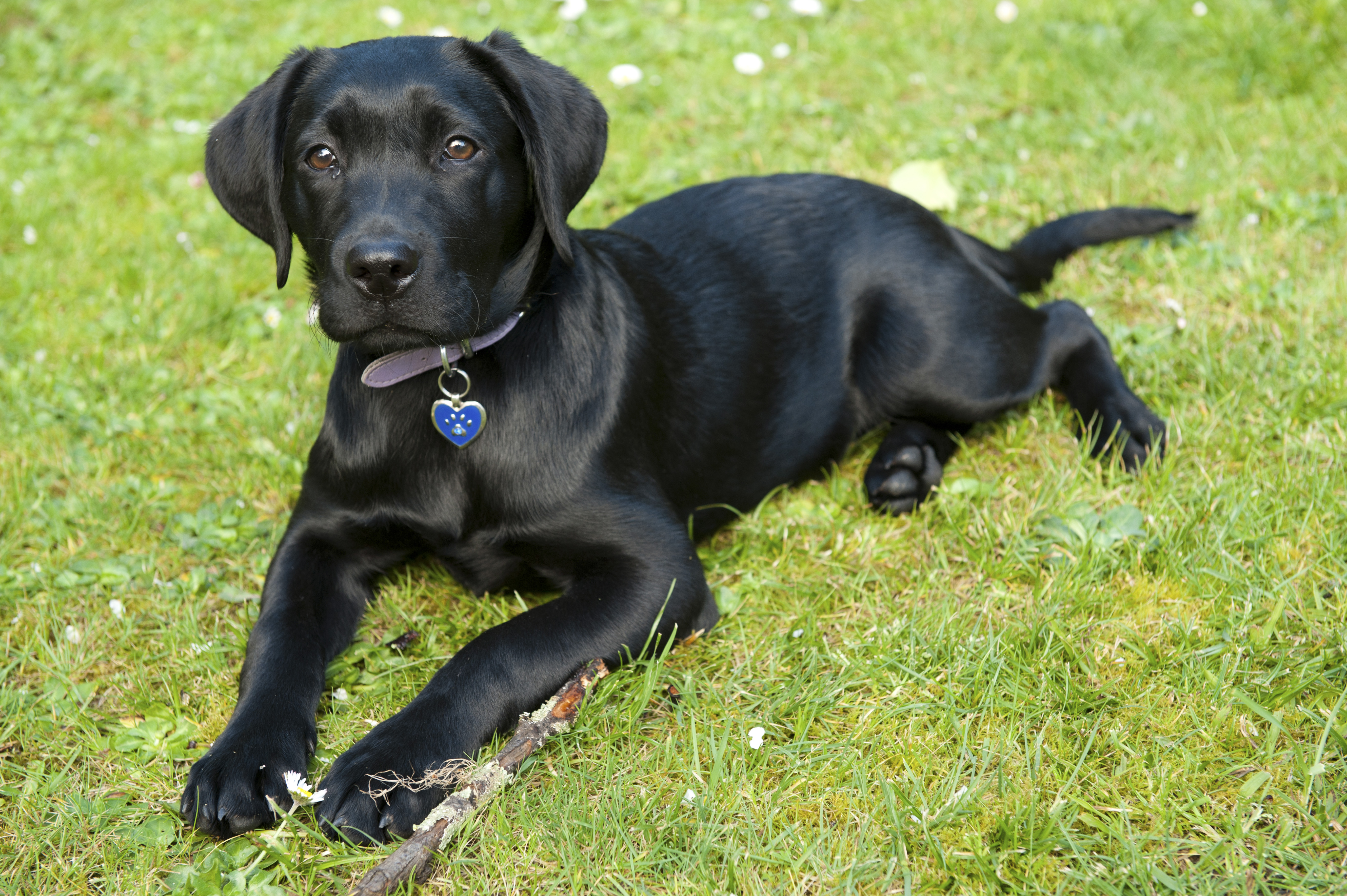 Black Labrador