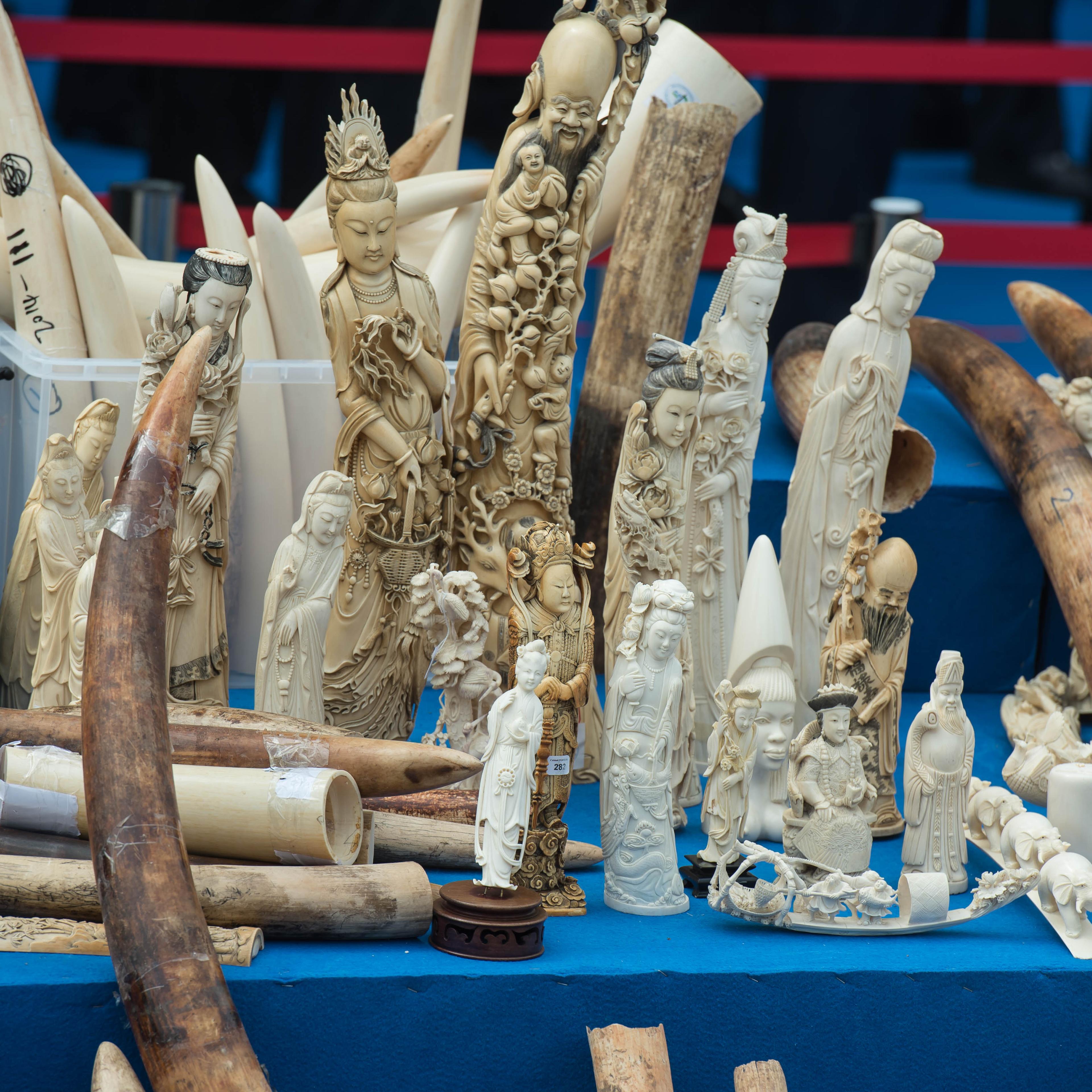 china ivory price drops elephants
