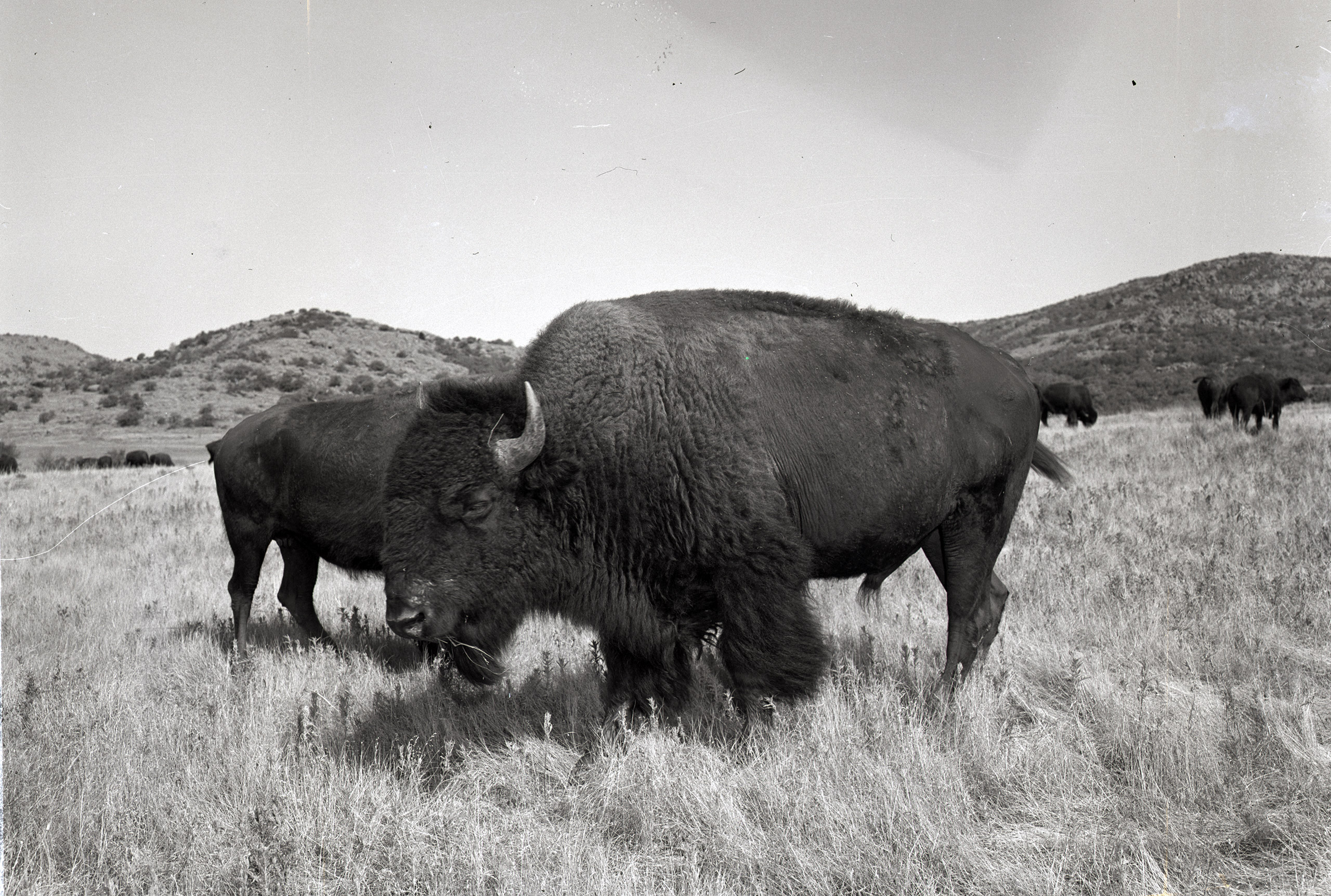Bison Becomes U.S. National Mammal: Why They Even Exist