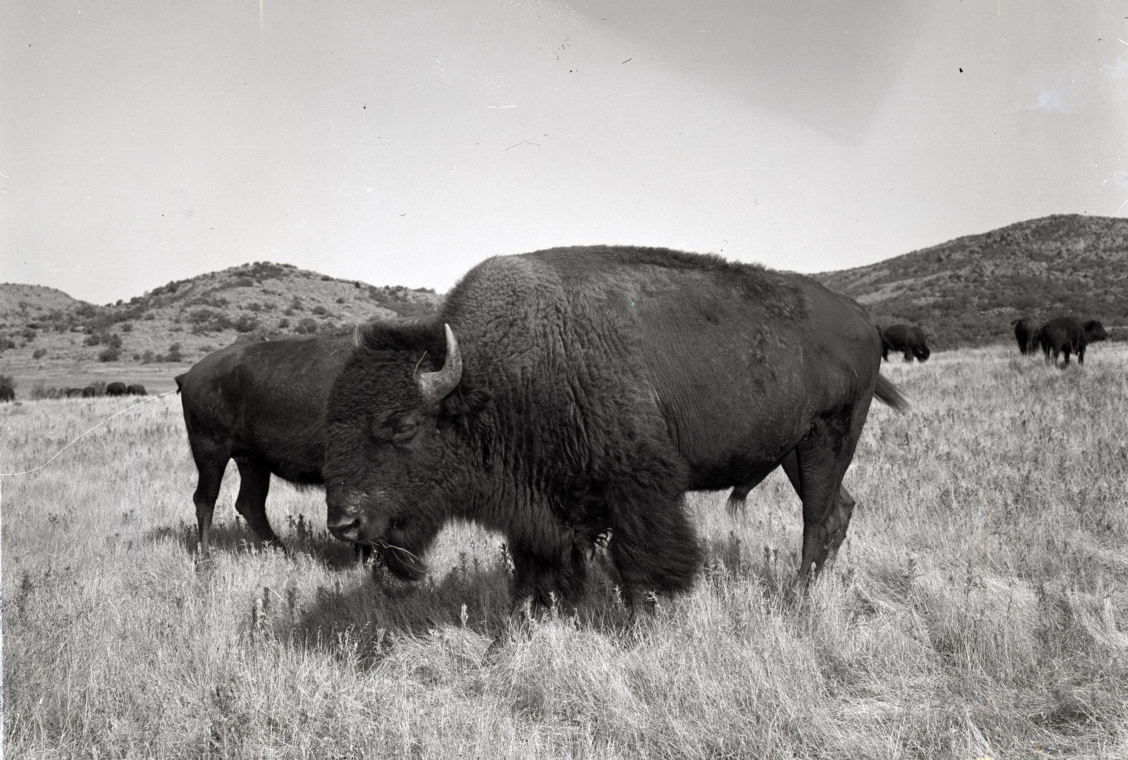 Famous Bison Bison Becomes U.S. National Mammal: Why They Even Exist