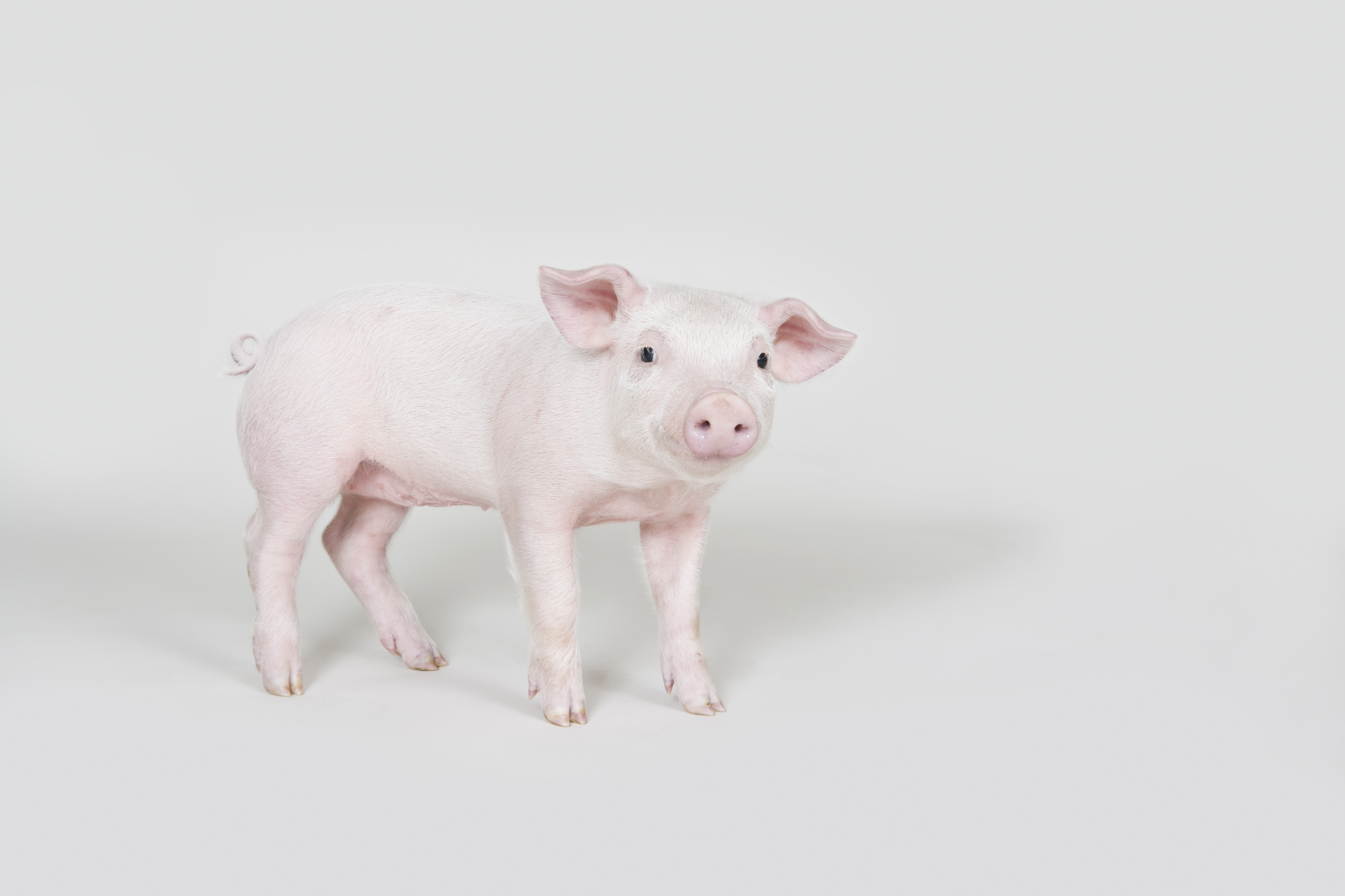 Piglet, studio shot