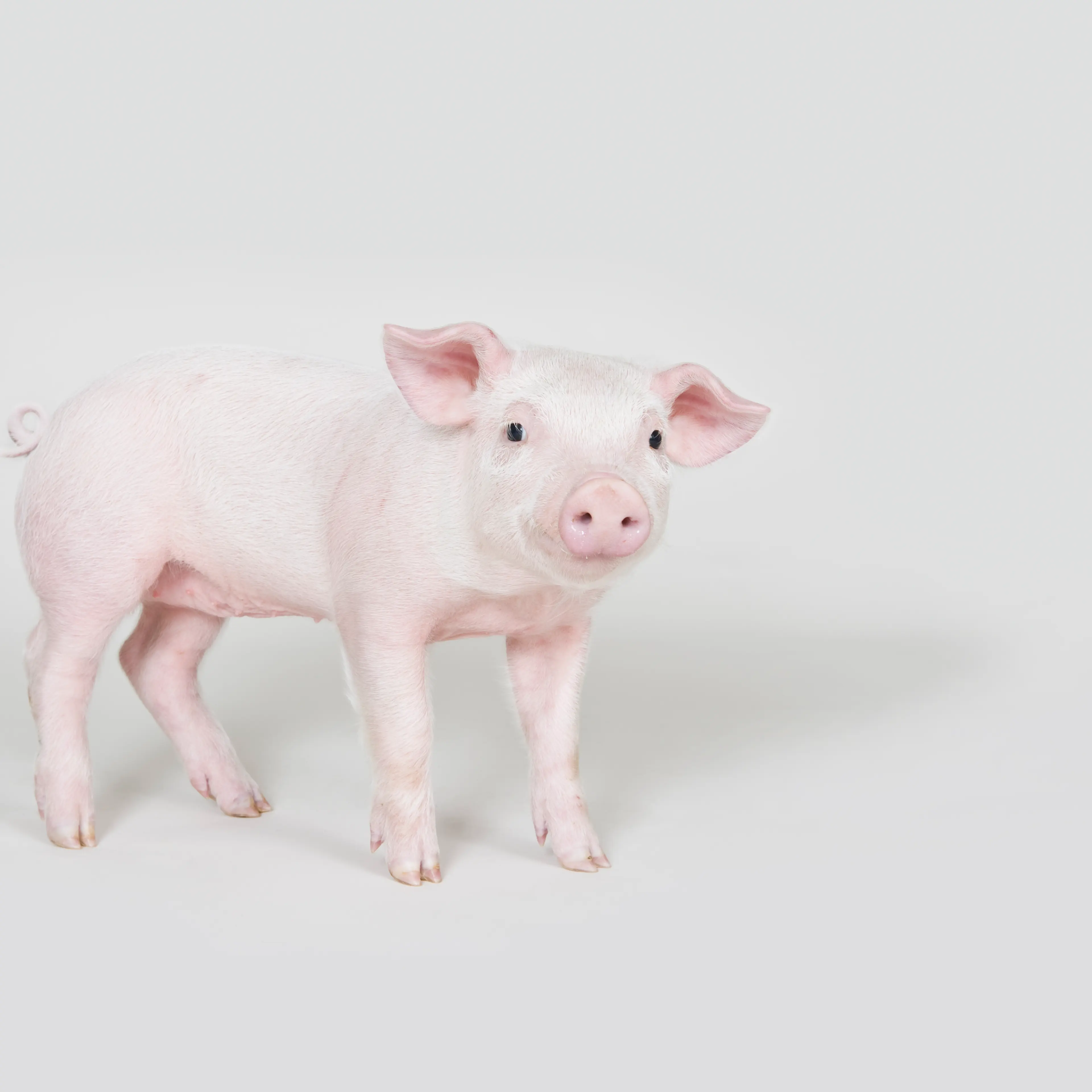 Piglet, studio shot