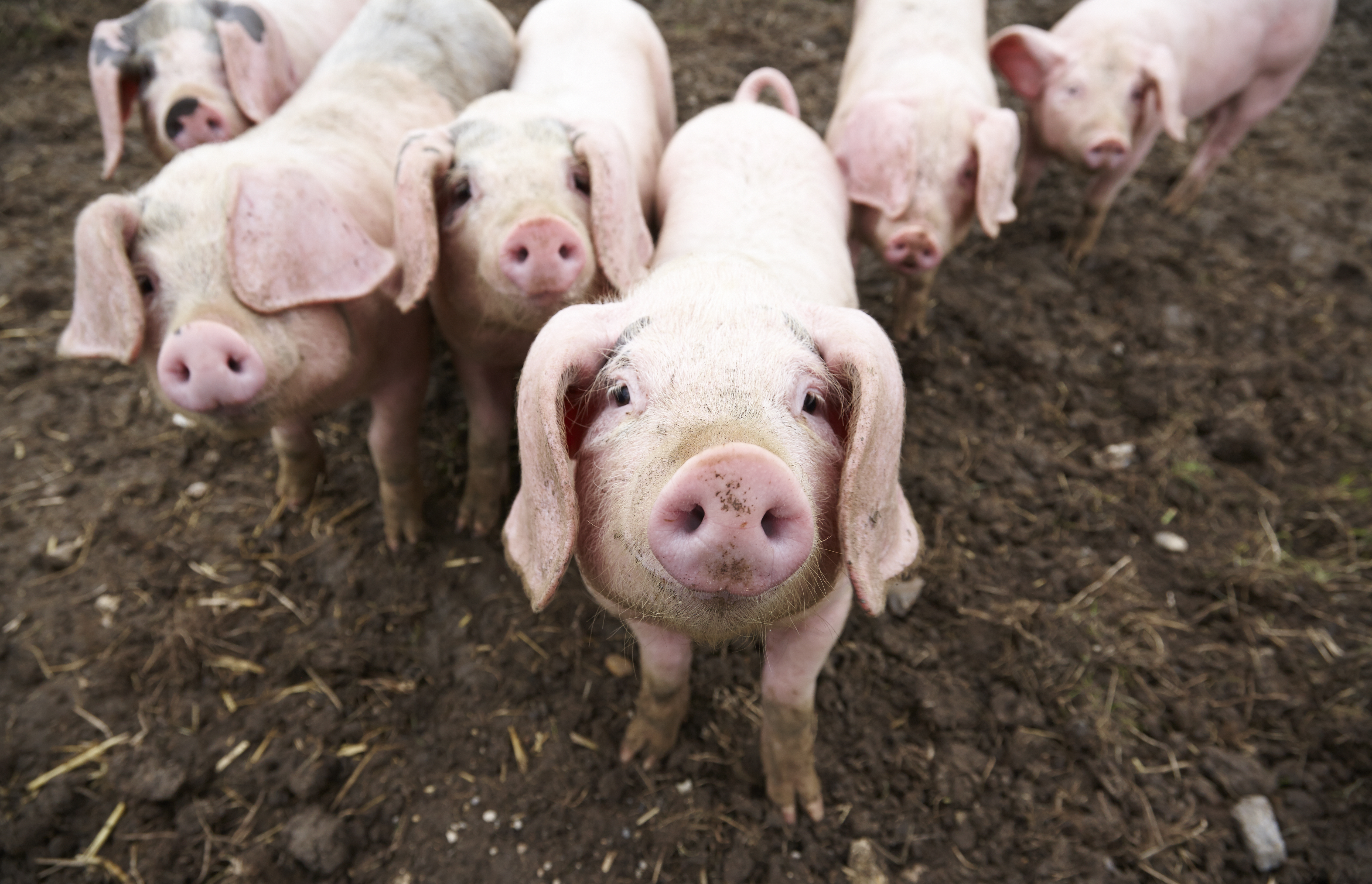 Piglets in mud