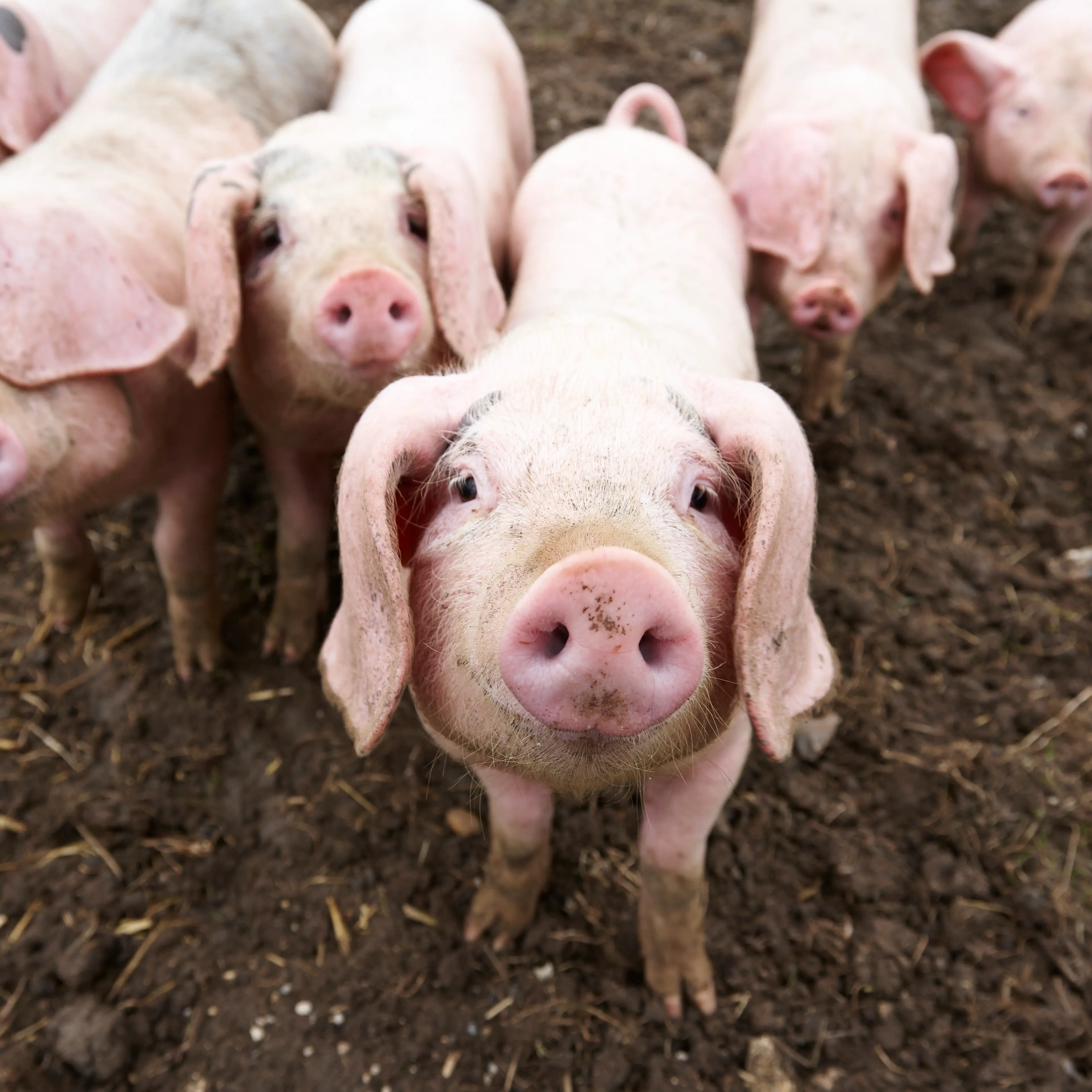 Piglets in mud