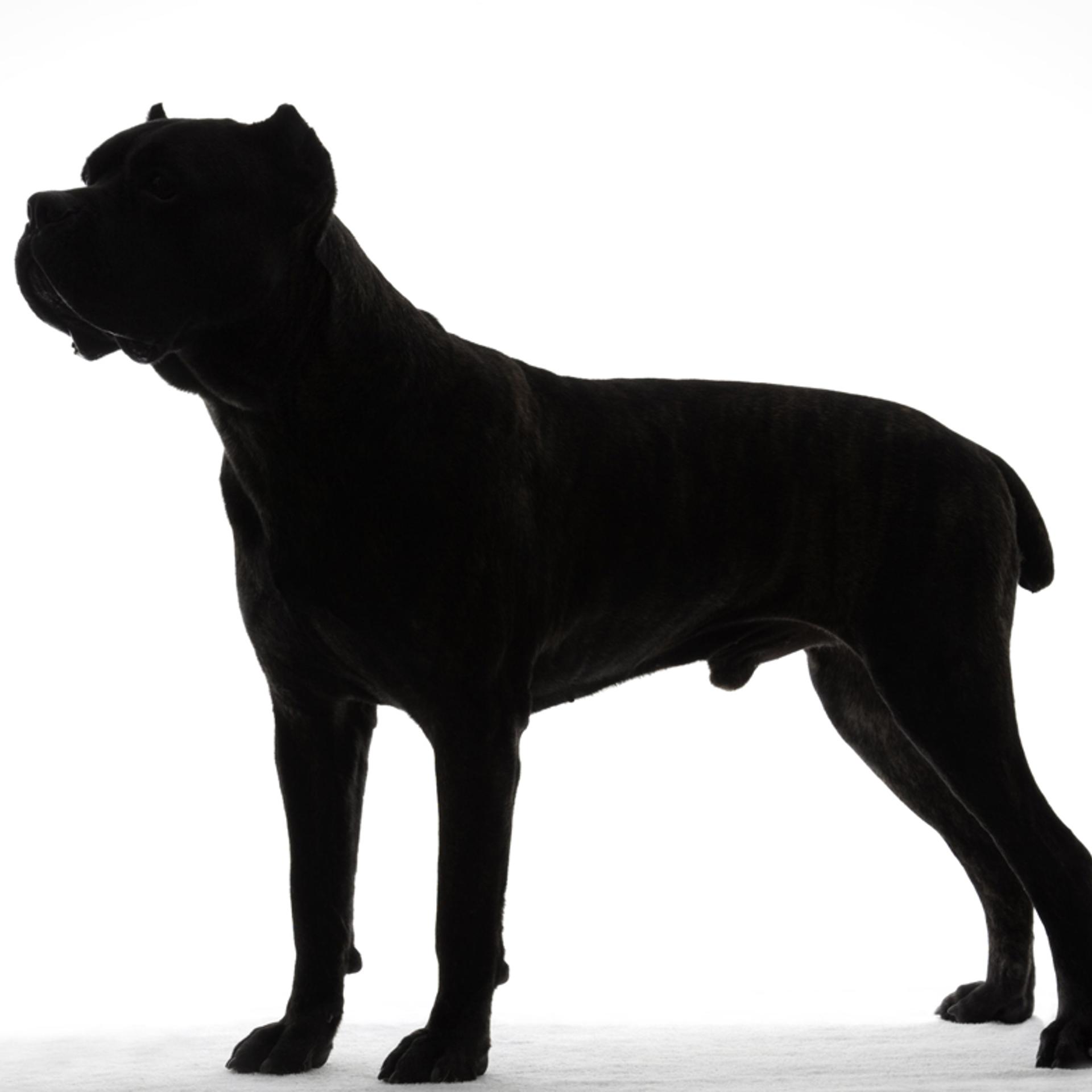 <b>Noble and Majestic</b><br>
The cane corso is a powerfully built dog. The breed's name comes from the Latin cohors, which means "guardian" and "protector."