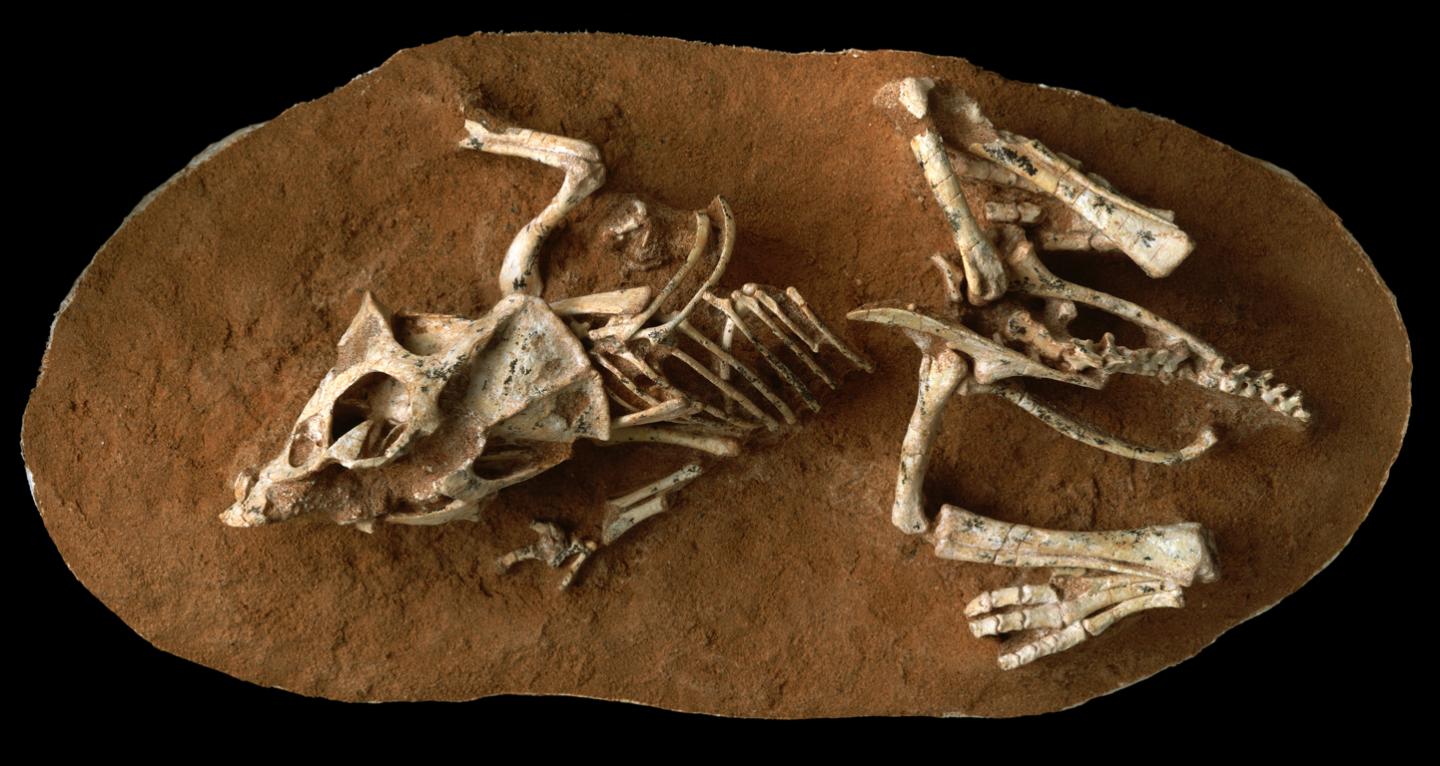 A photo of a hatchling Protoceratops andrewsi fossil from the Gobi Desert Ukhaa Tolgod, Mongolia.