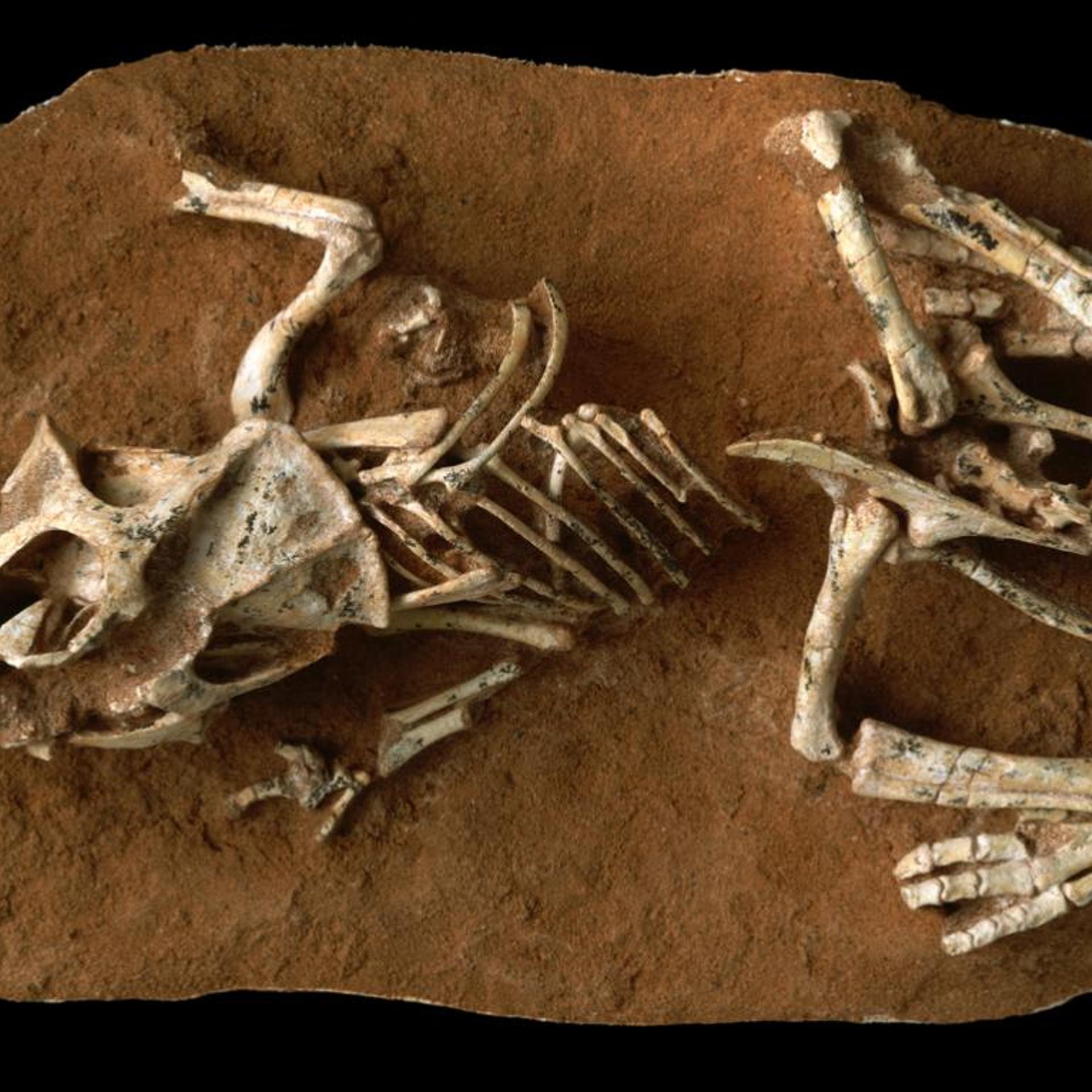 A photo of a hatchling Protoceratops andrewsi fossil from the Gobi Desert Ukhaa Tolgod, Mongolia.